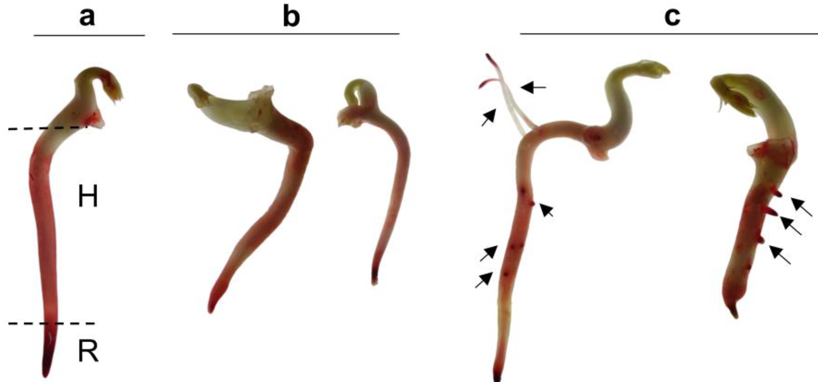 Preprints 185626 g002
