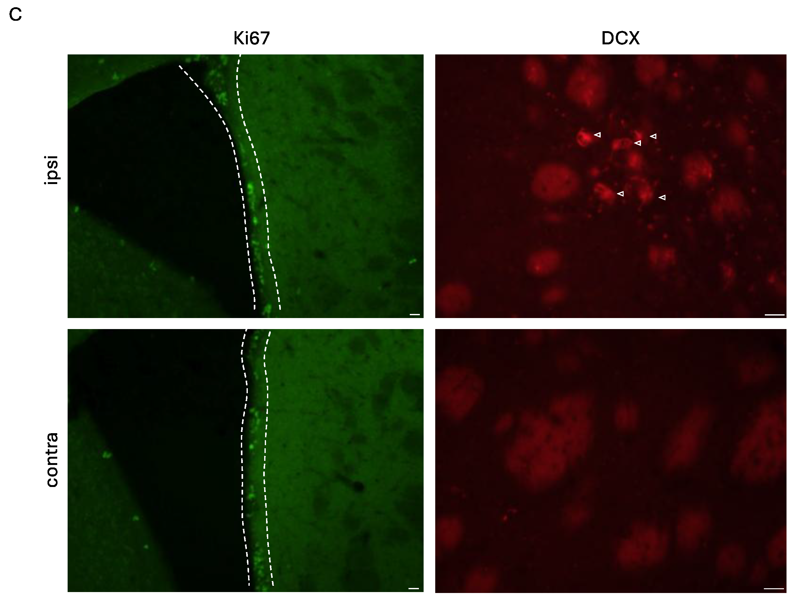 Preprints 163752 g003b