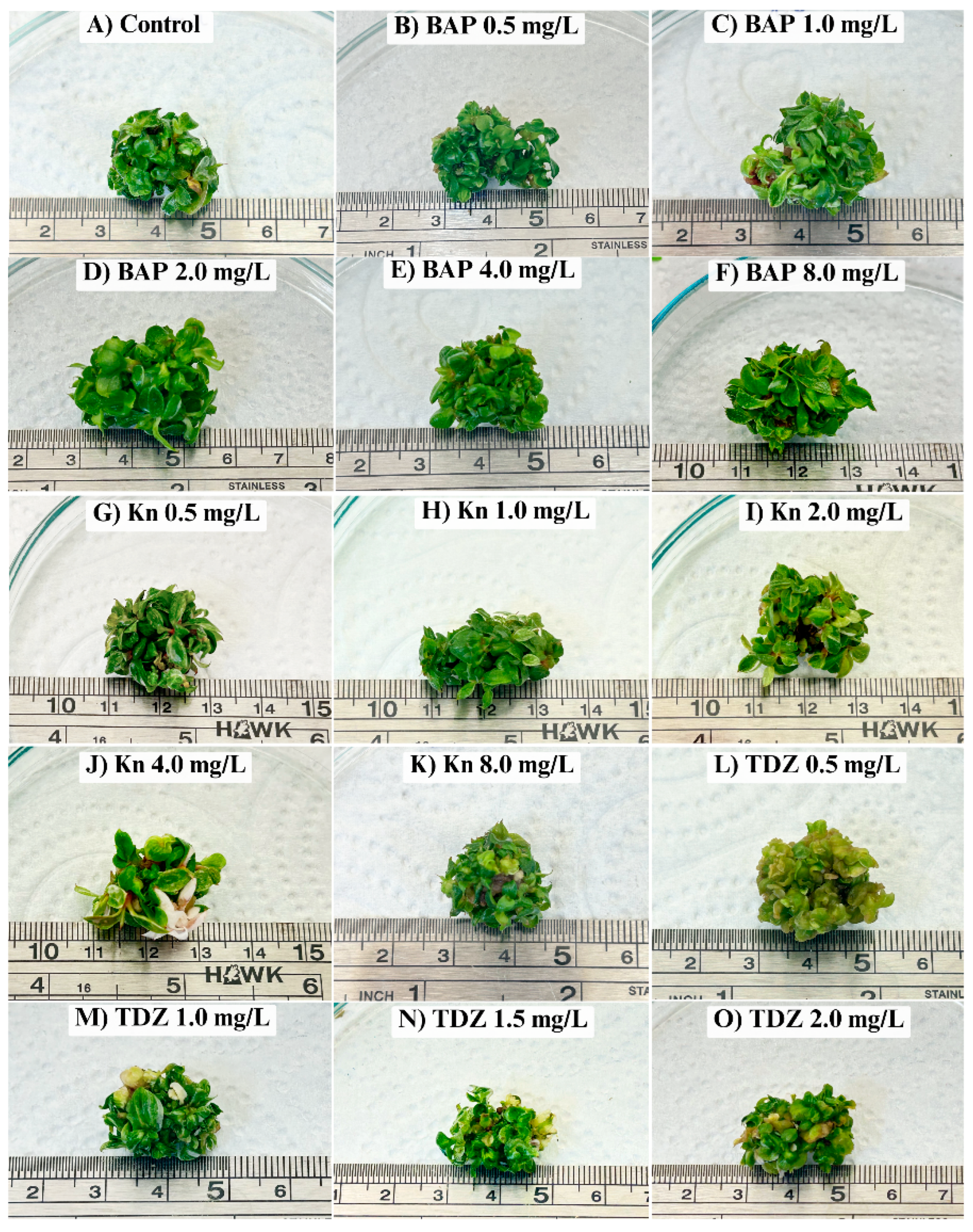 Preprints 171532 g001