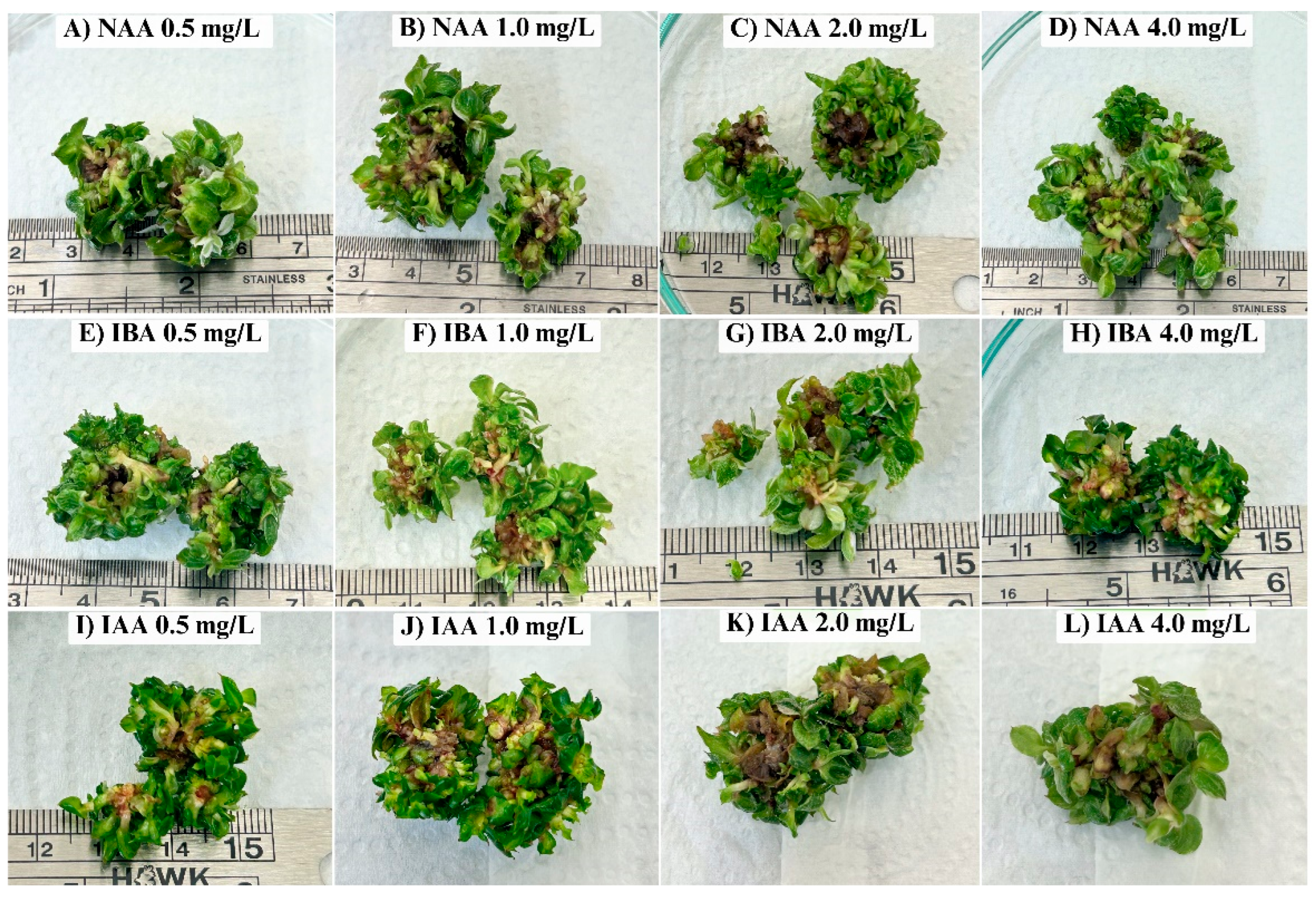 Preprints 171532 g002