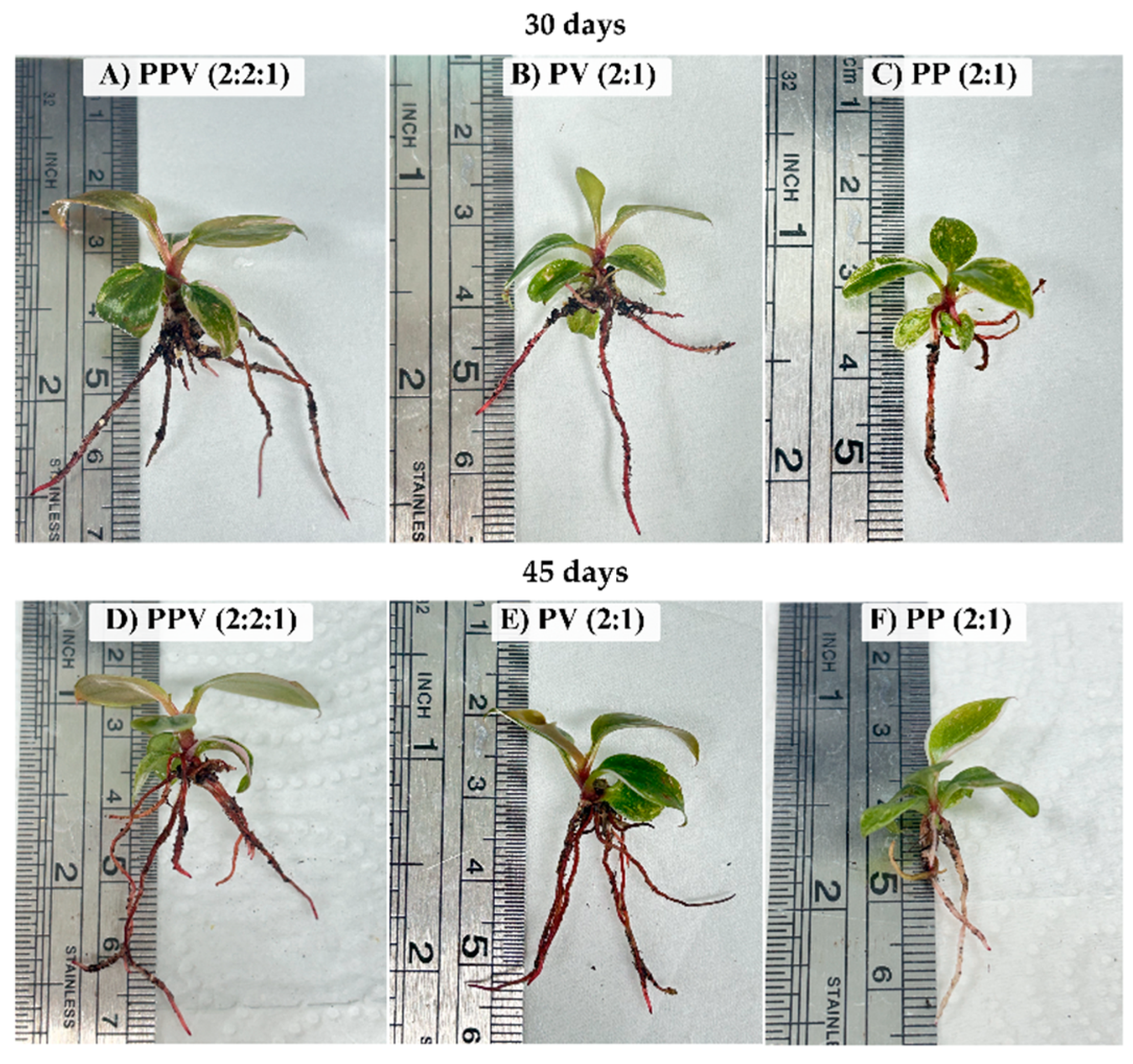Preprints 171532 g003