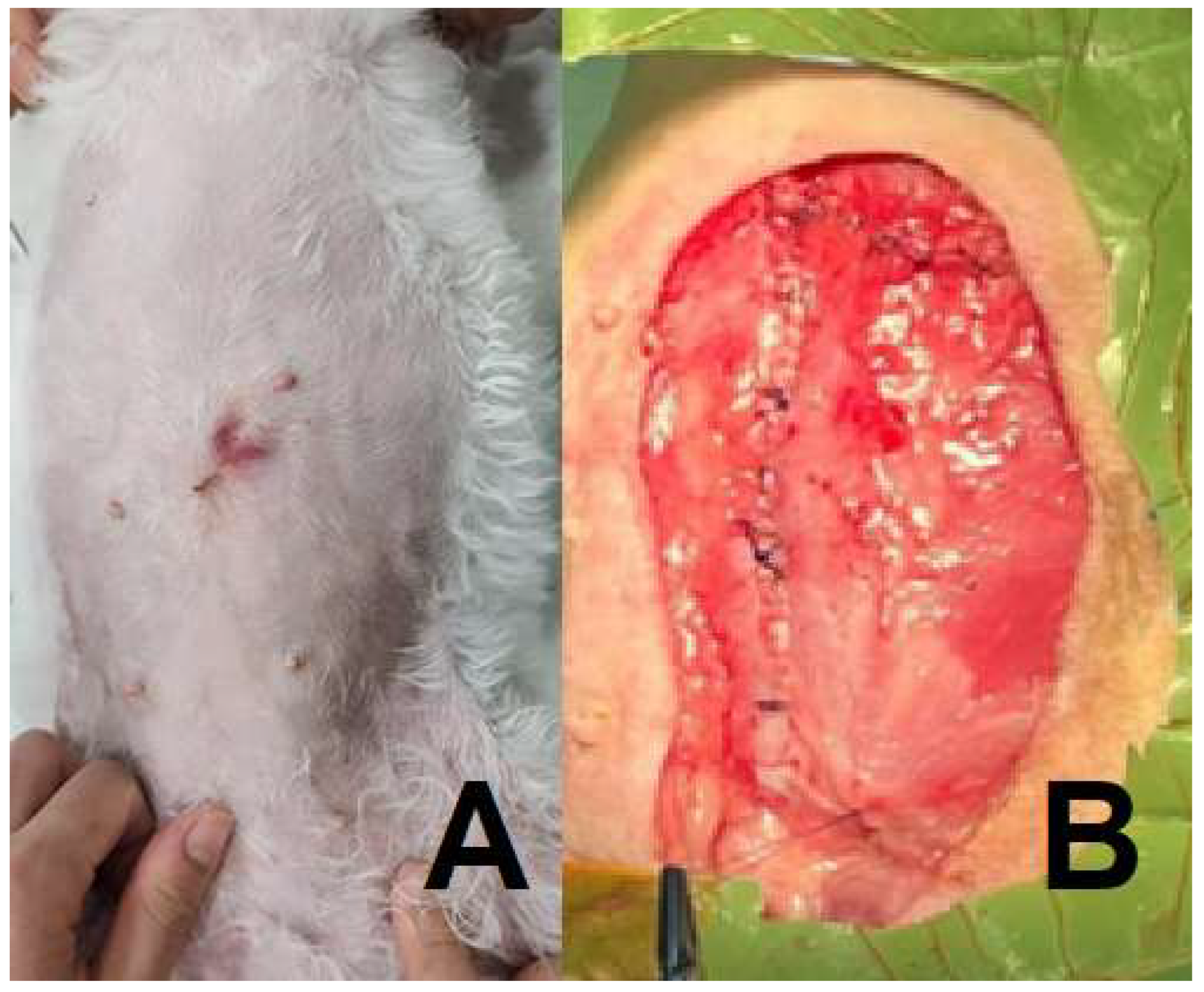 Preprints 159979 g0a1