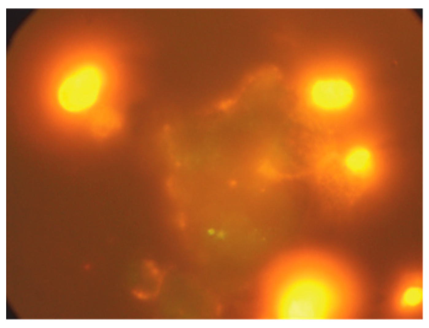 Preprints 205236 g005 Preprints 205236 g005