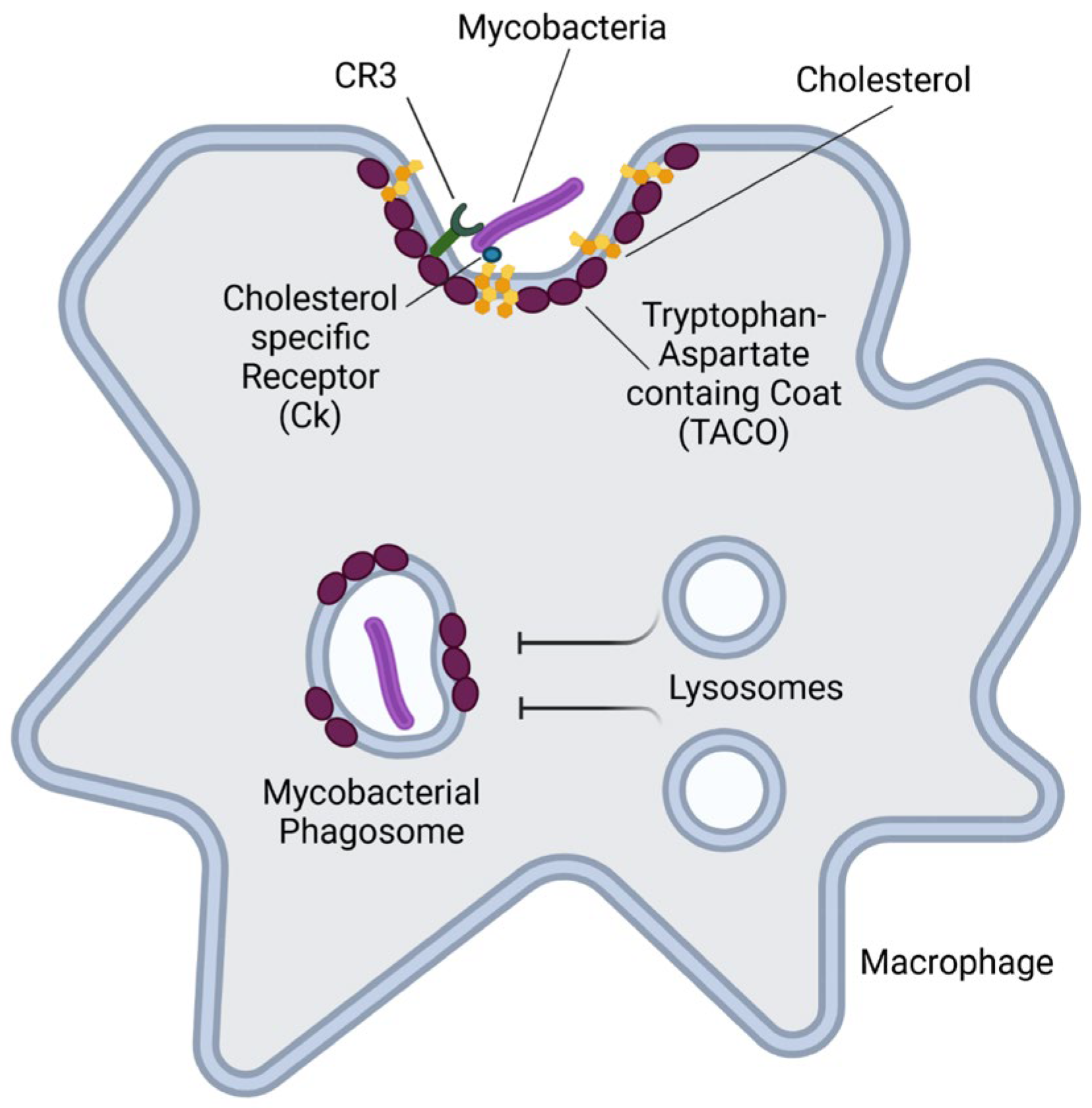 Preprints 154750 g007