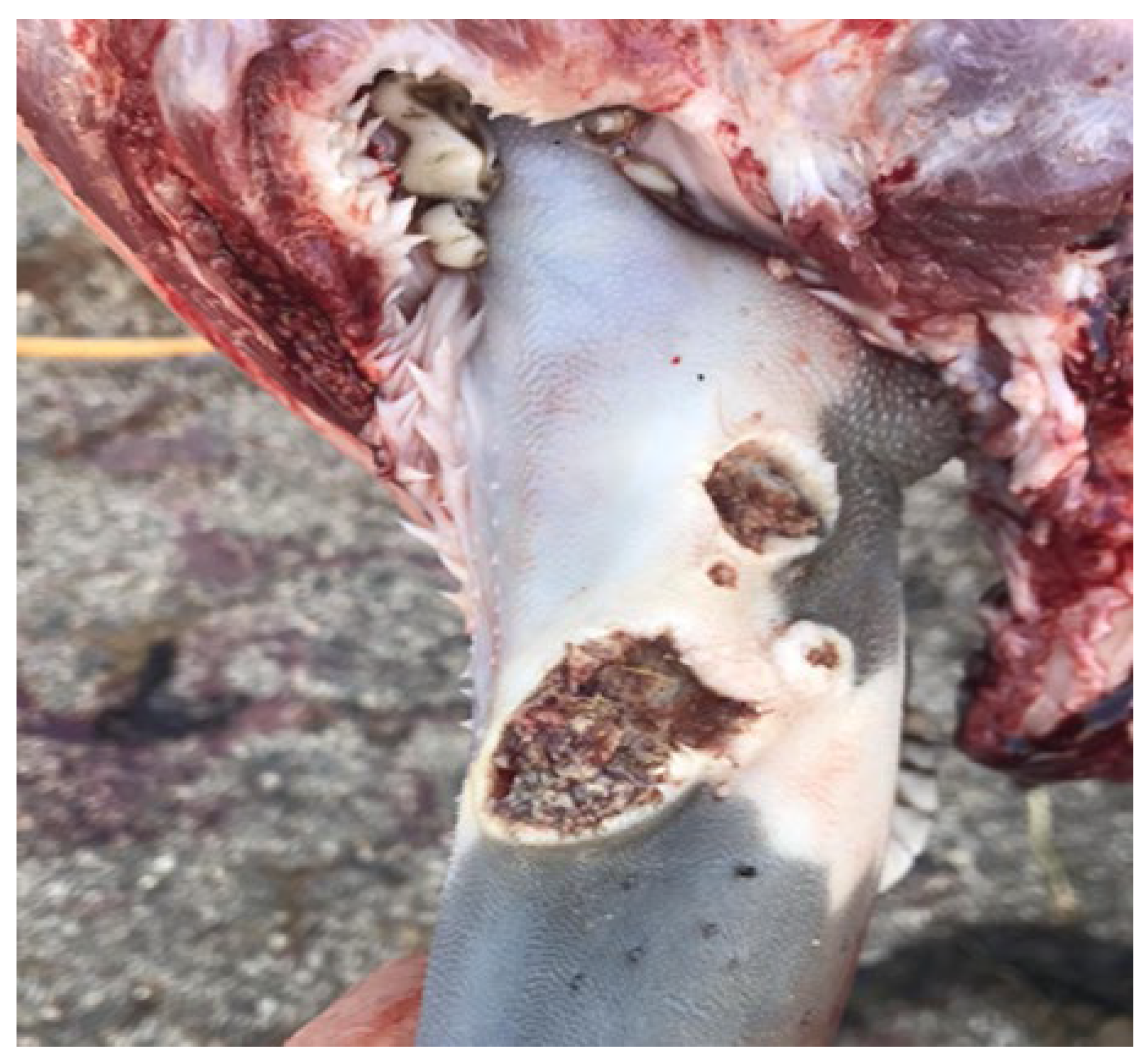 Preprints 187234 g002