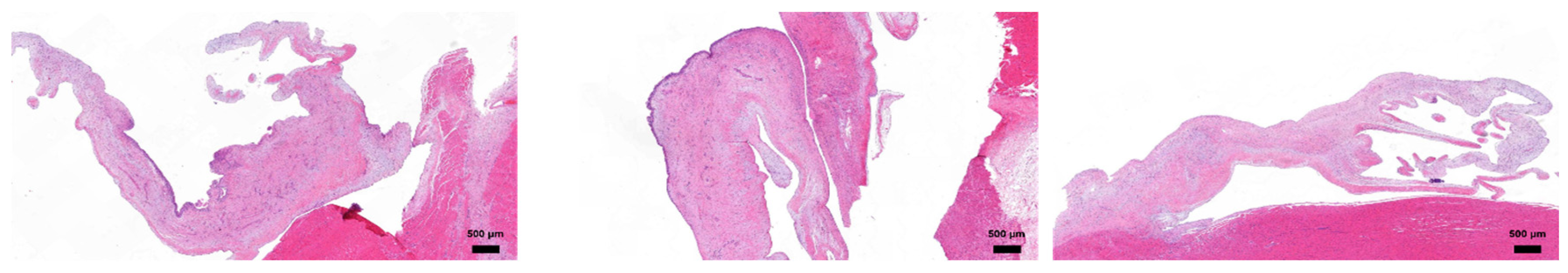 Preprints 191048 g002