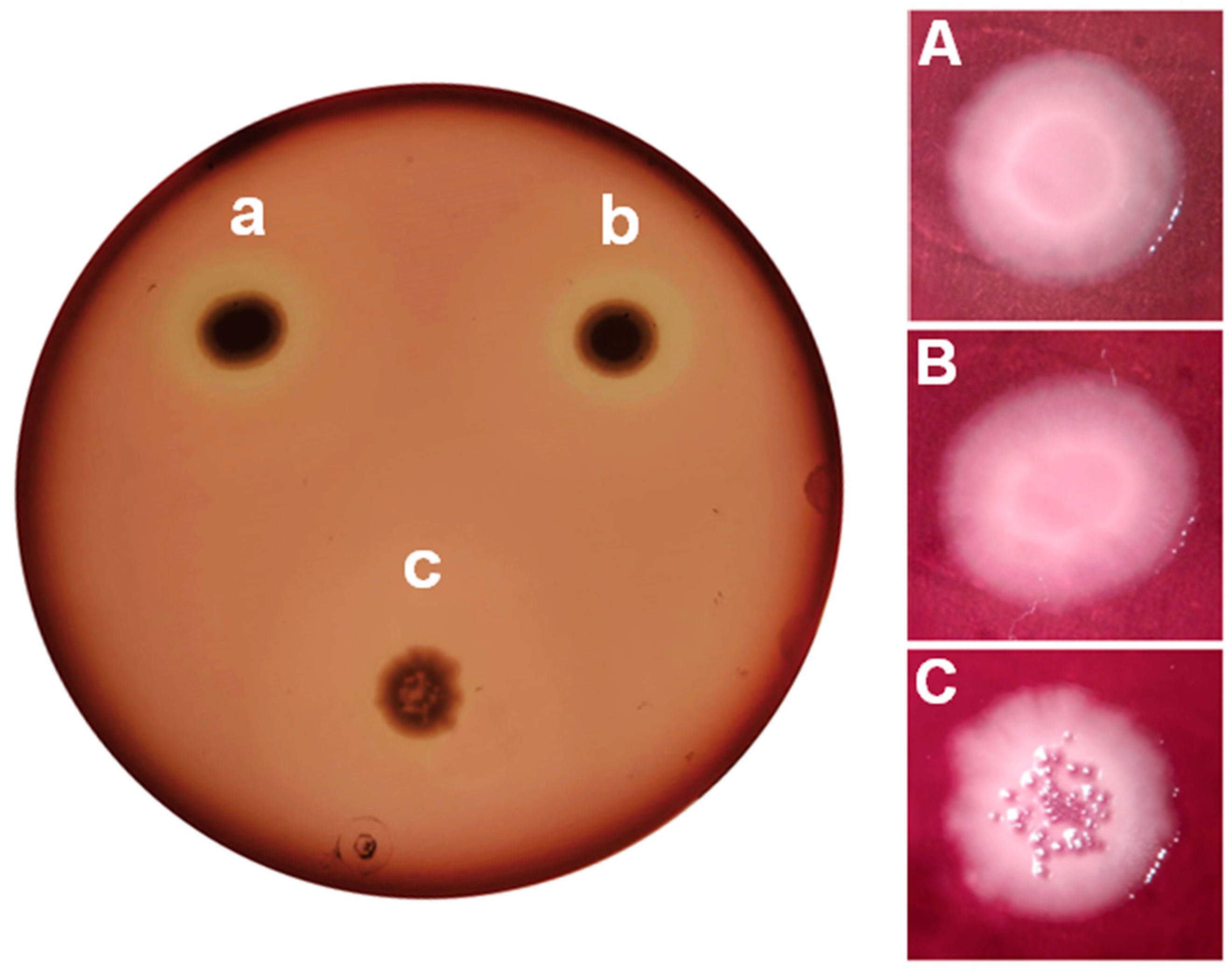 Preprints 73547 g005