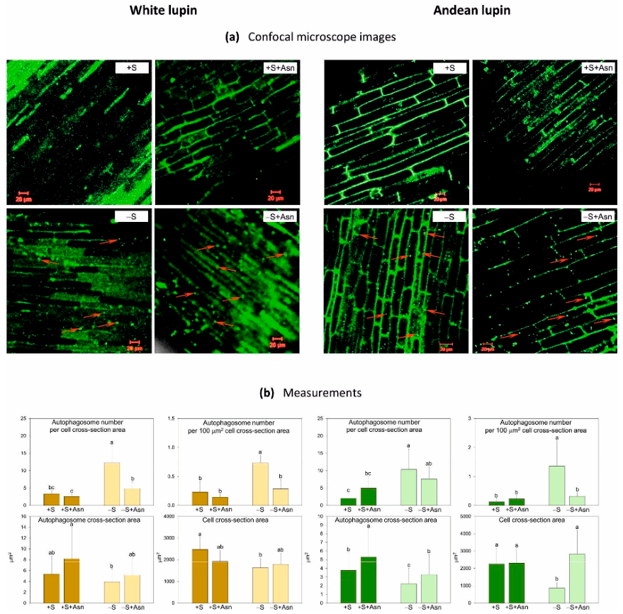Preprints 222057 g004 Preprints 222057 g004