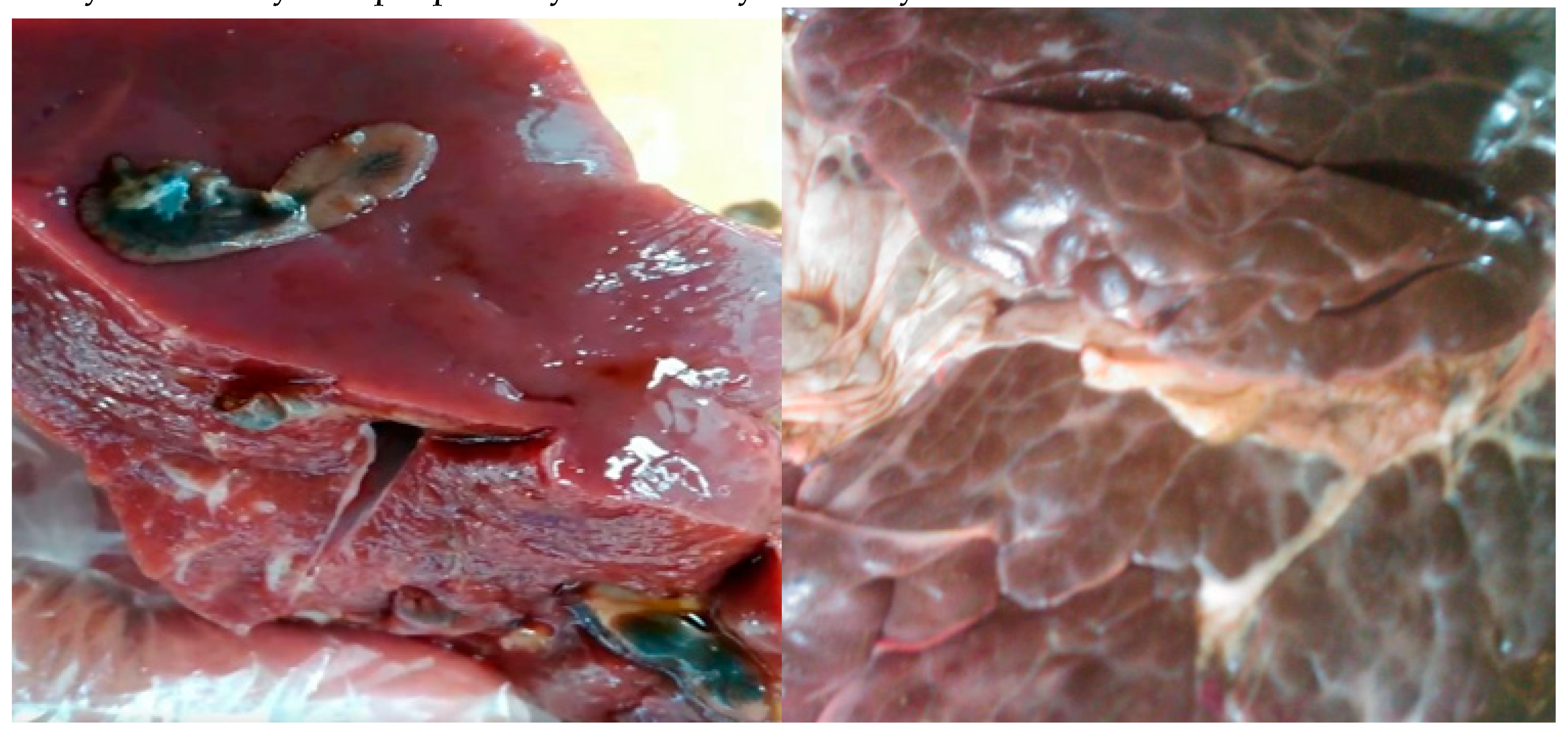 Preprints 144365 g004