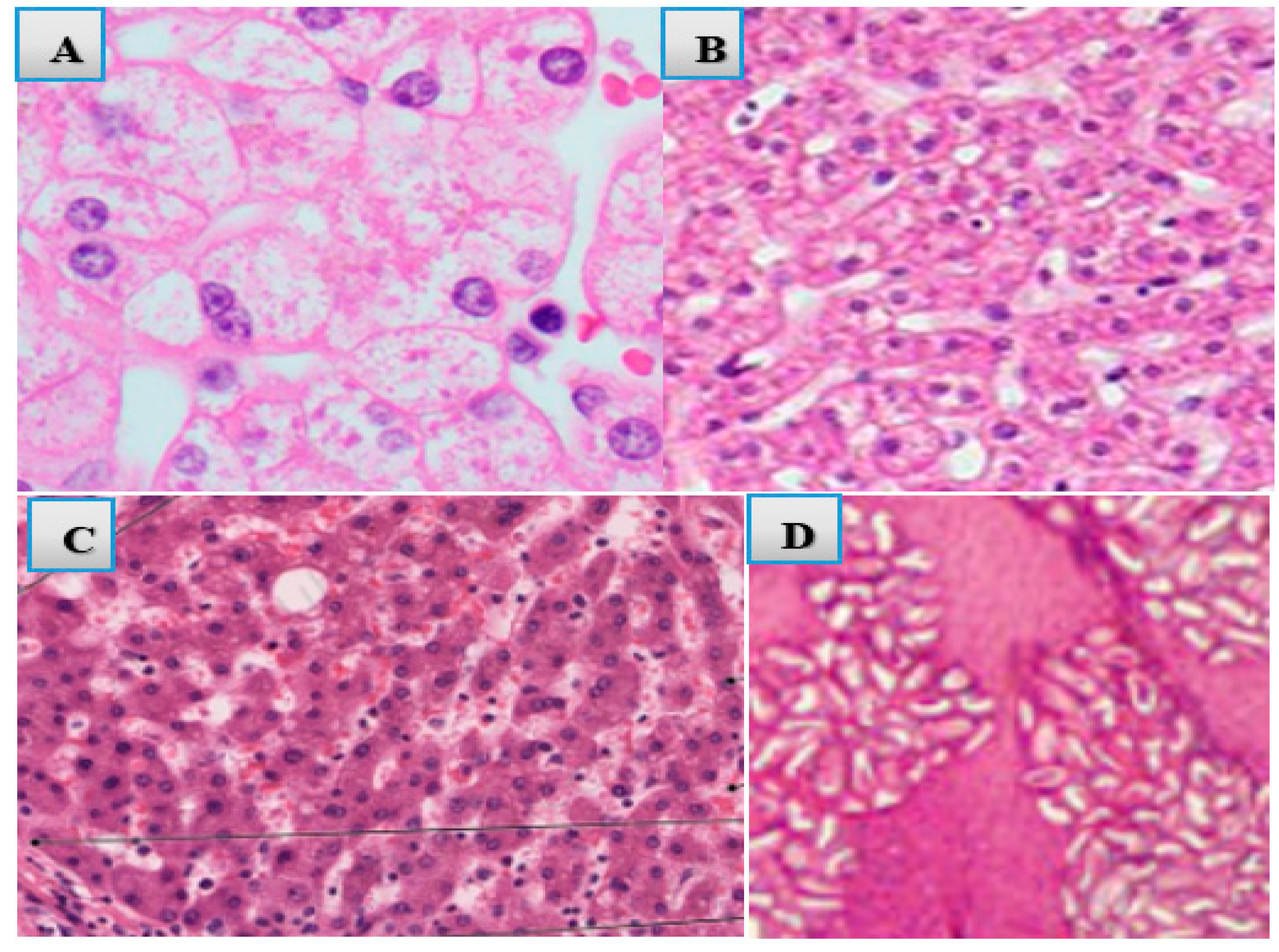 Preprints 144365 g005