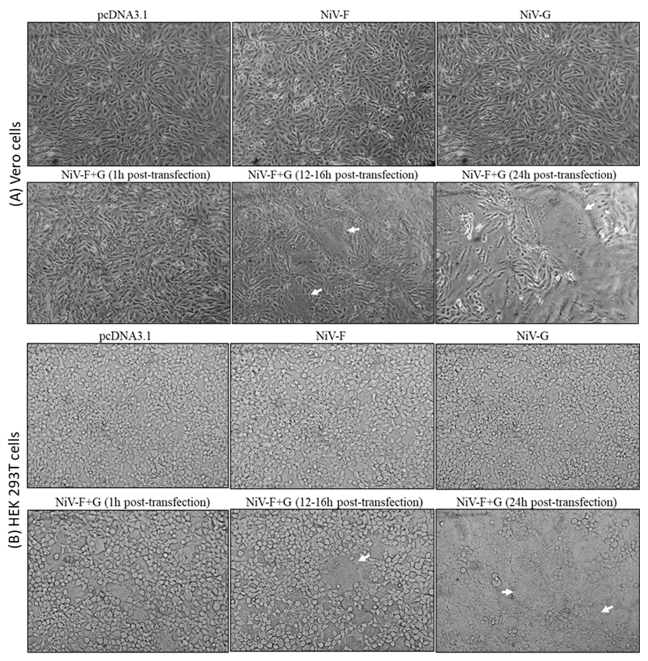Preprints 161453 g002