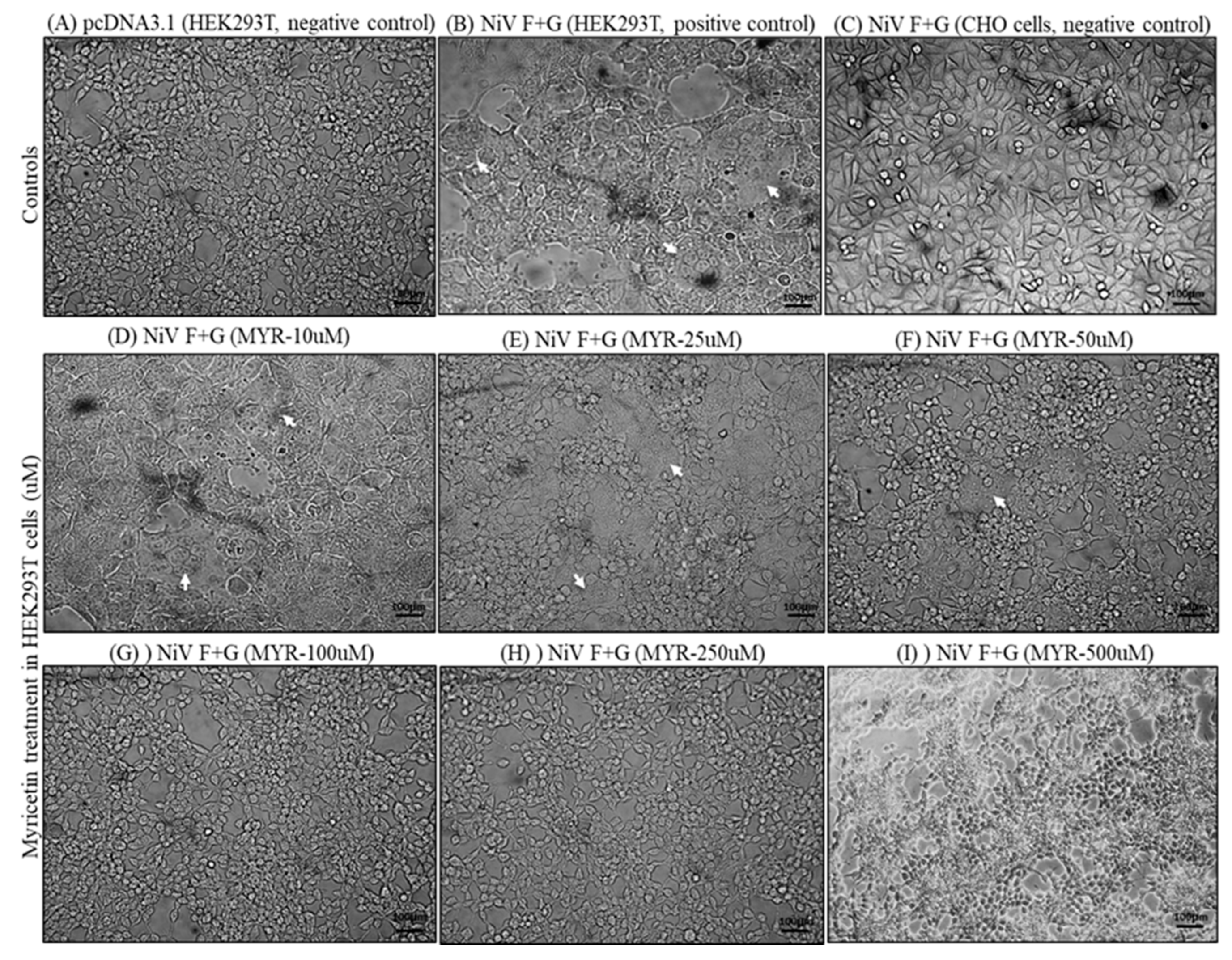 Preprints 161453 g004