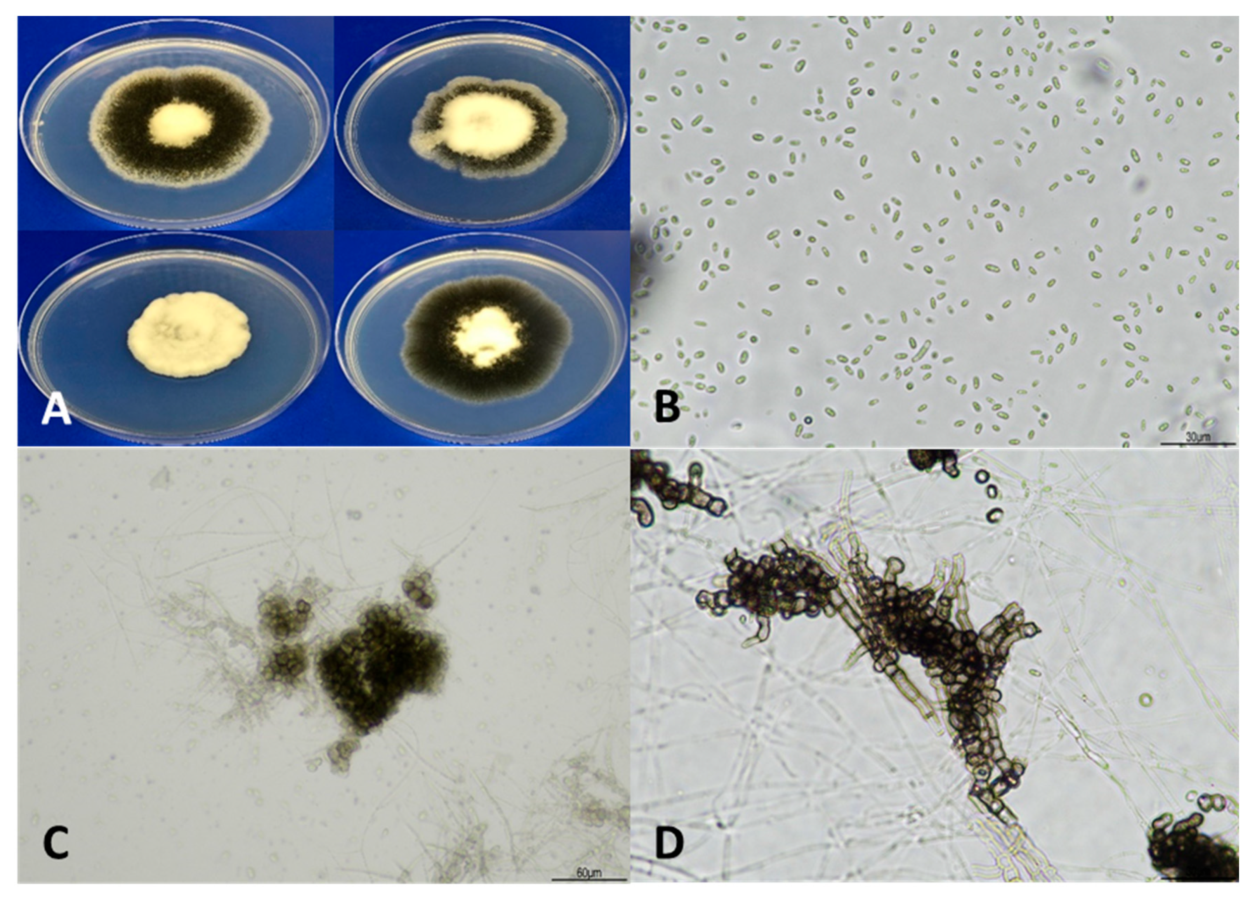 Preprints 187934 g002