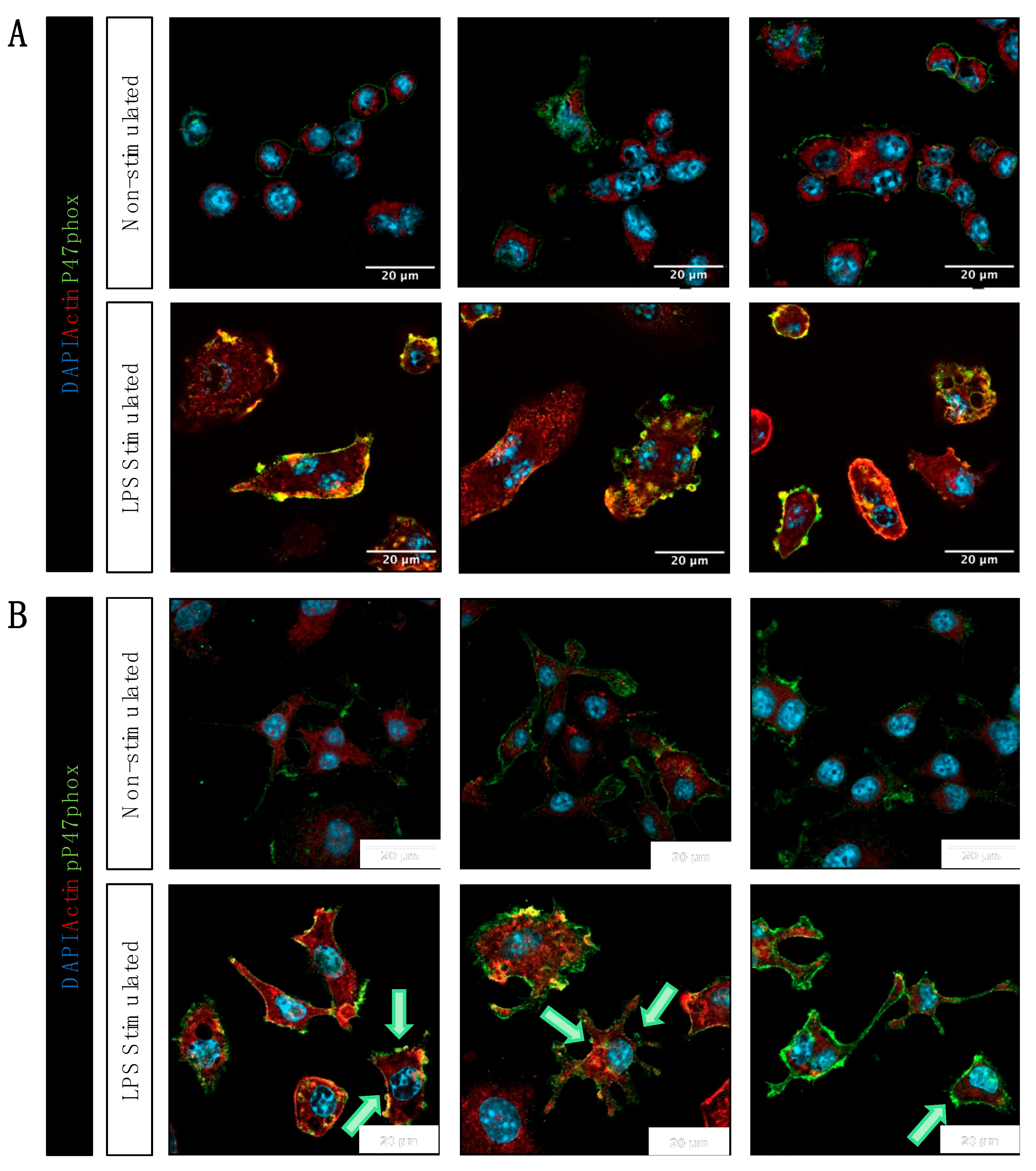 Preprints 181221 g006