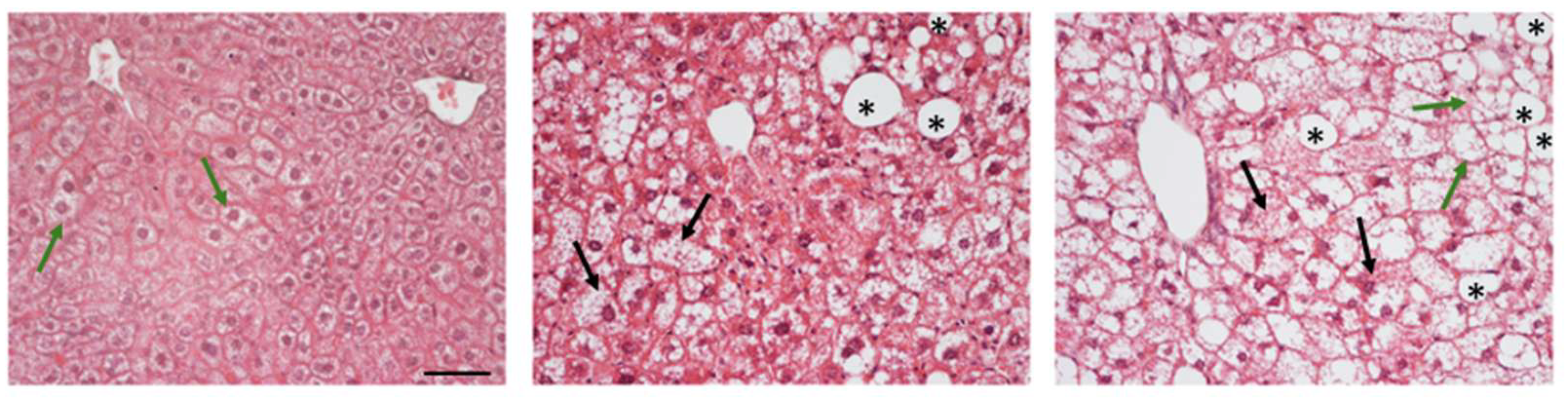 Preprints 199229 g002
