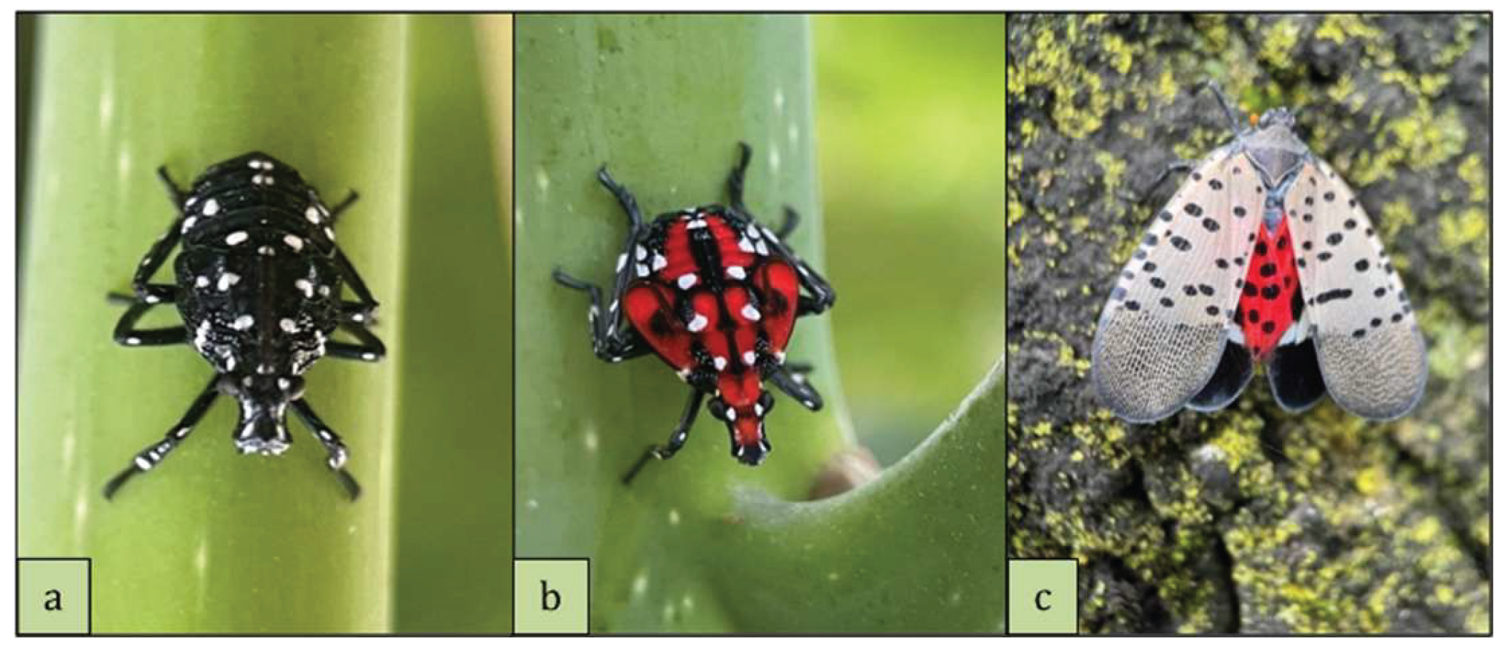 Preprints 168626 g001