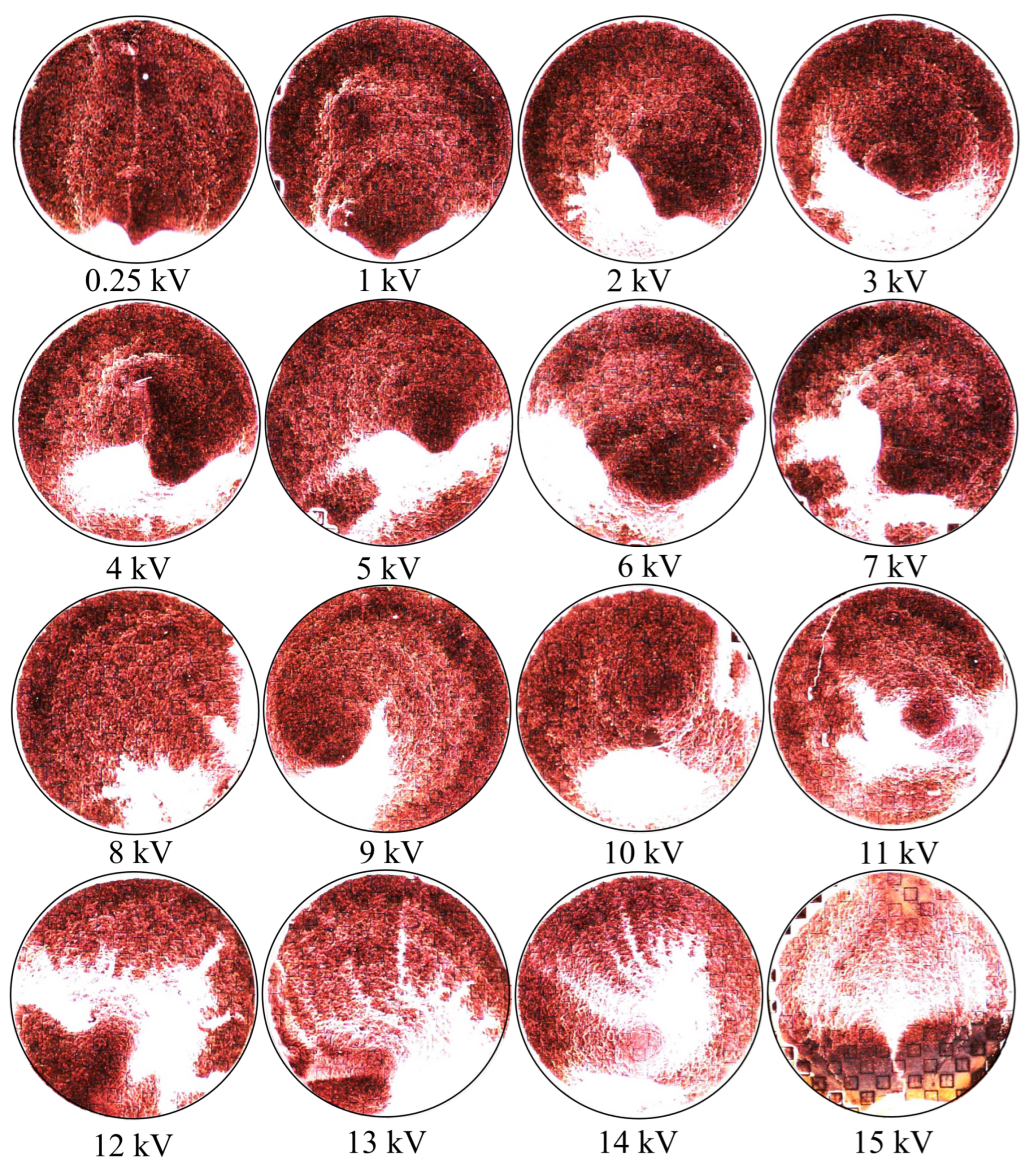Preprints 77977 g024