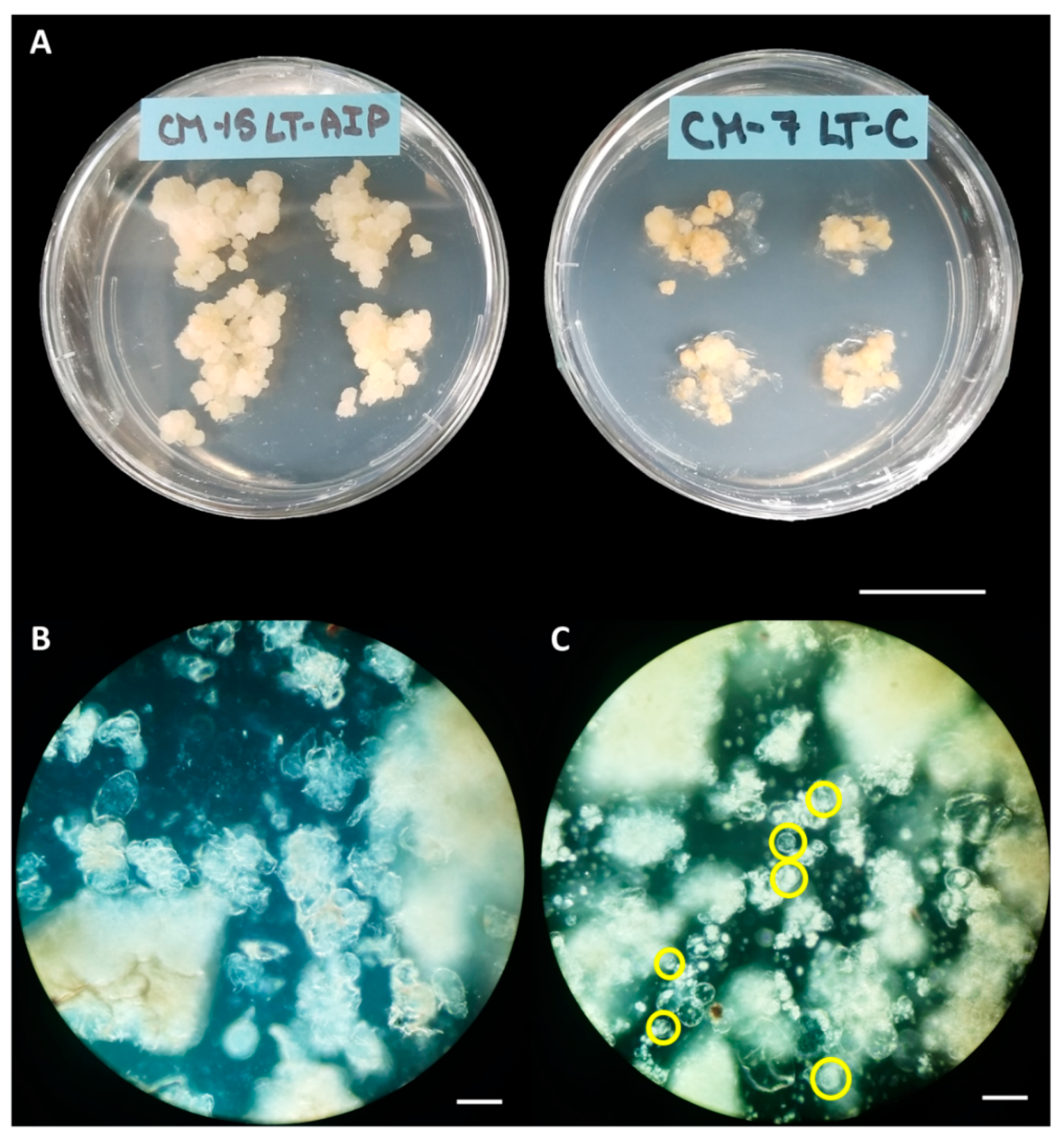 Preprints 86567 g001