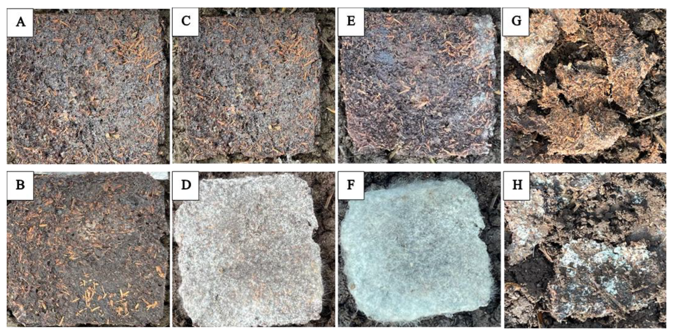 Preprints 156386 g002