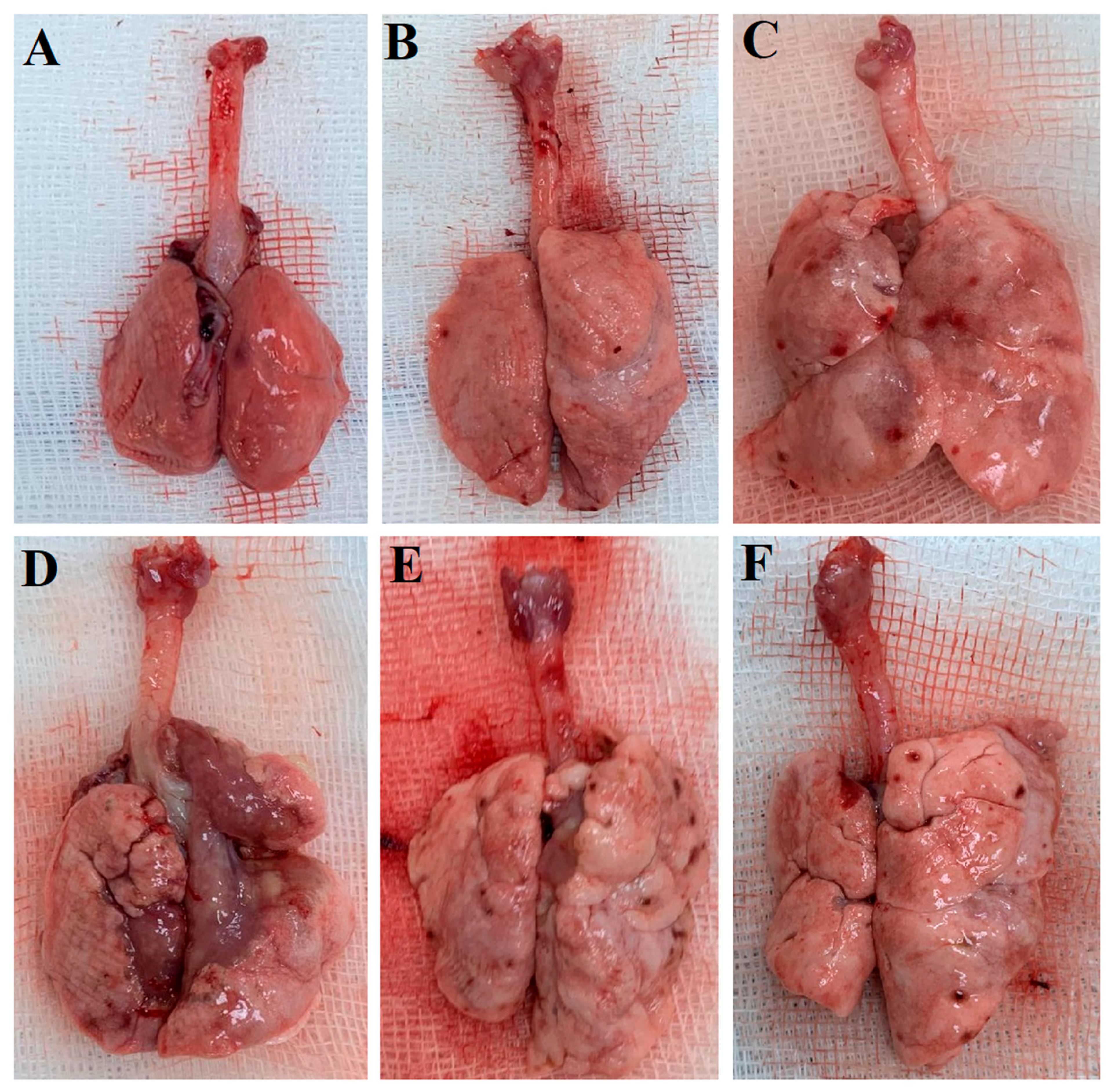Preprints 193170 g002