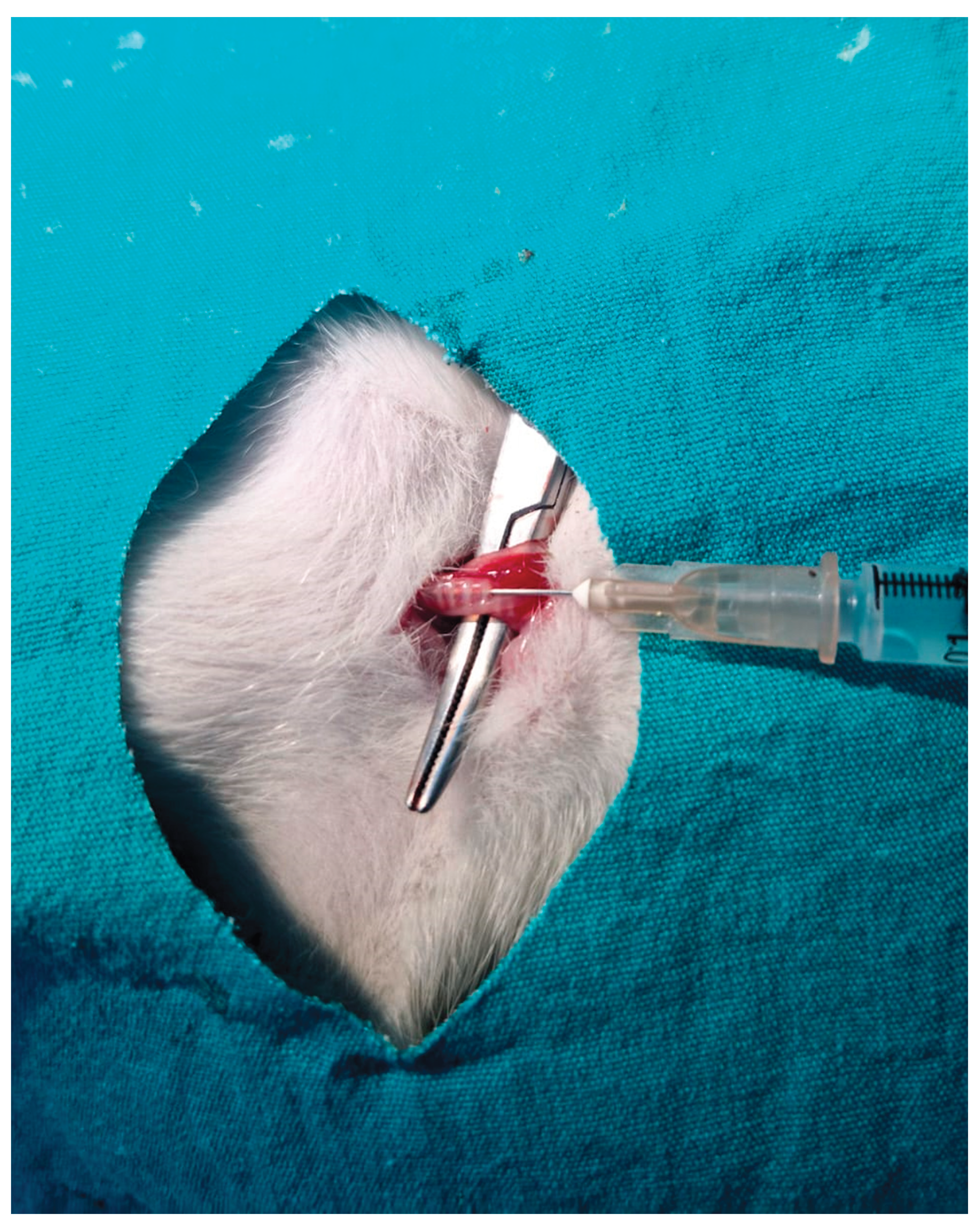 Preprints 193170 g011