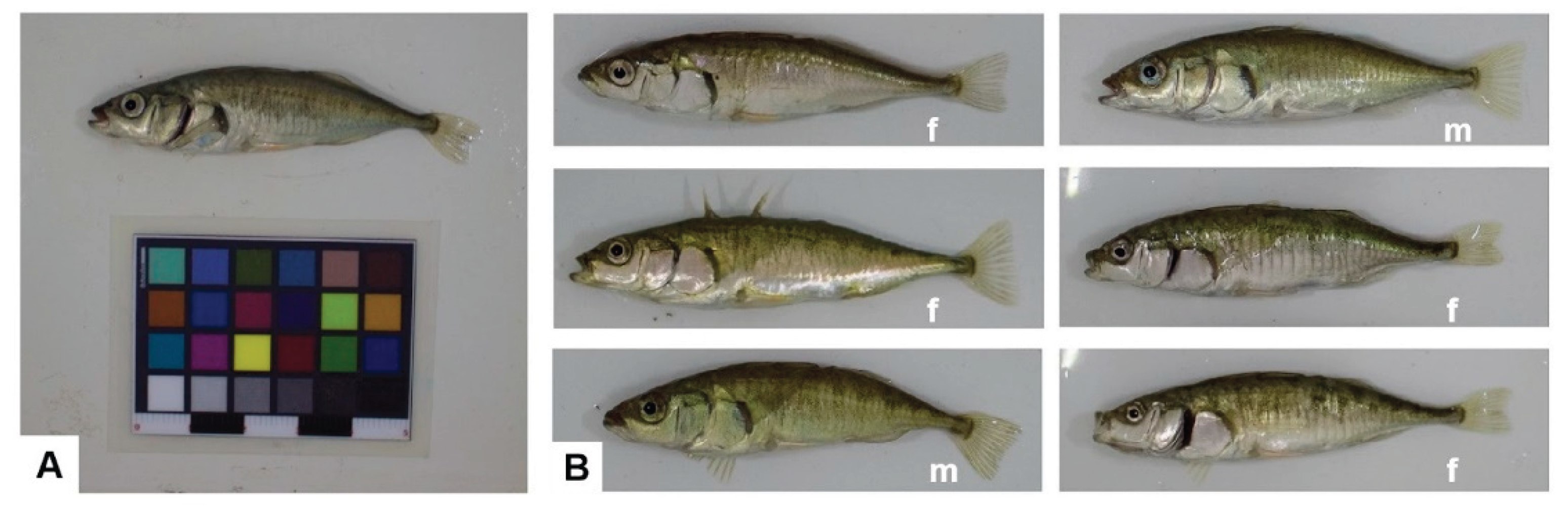 Preprints 161263 g001