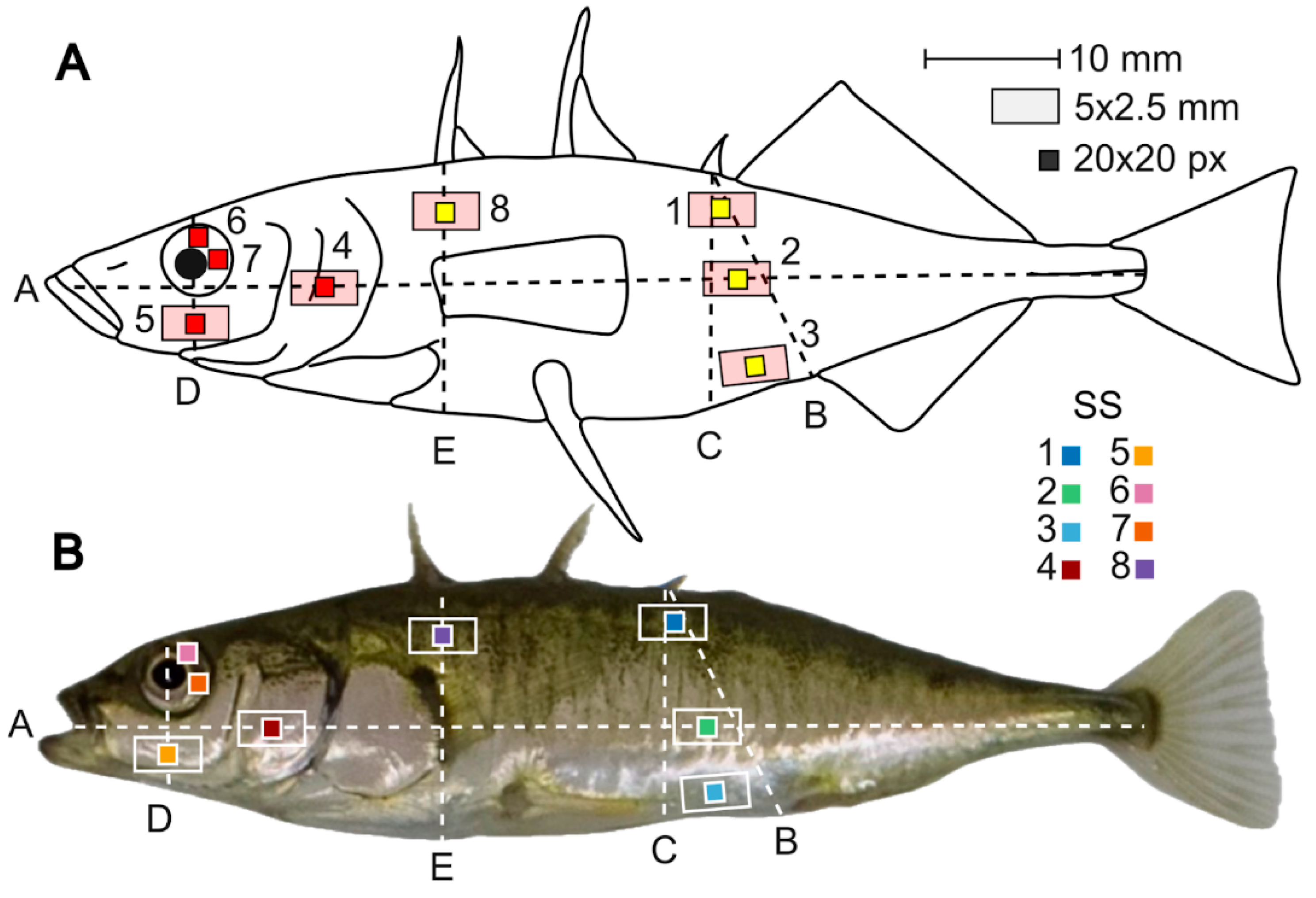 Preprints 161263 g002