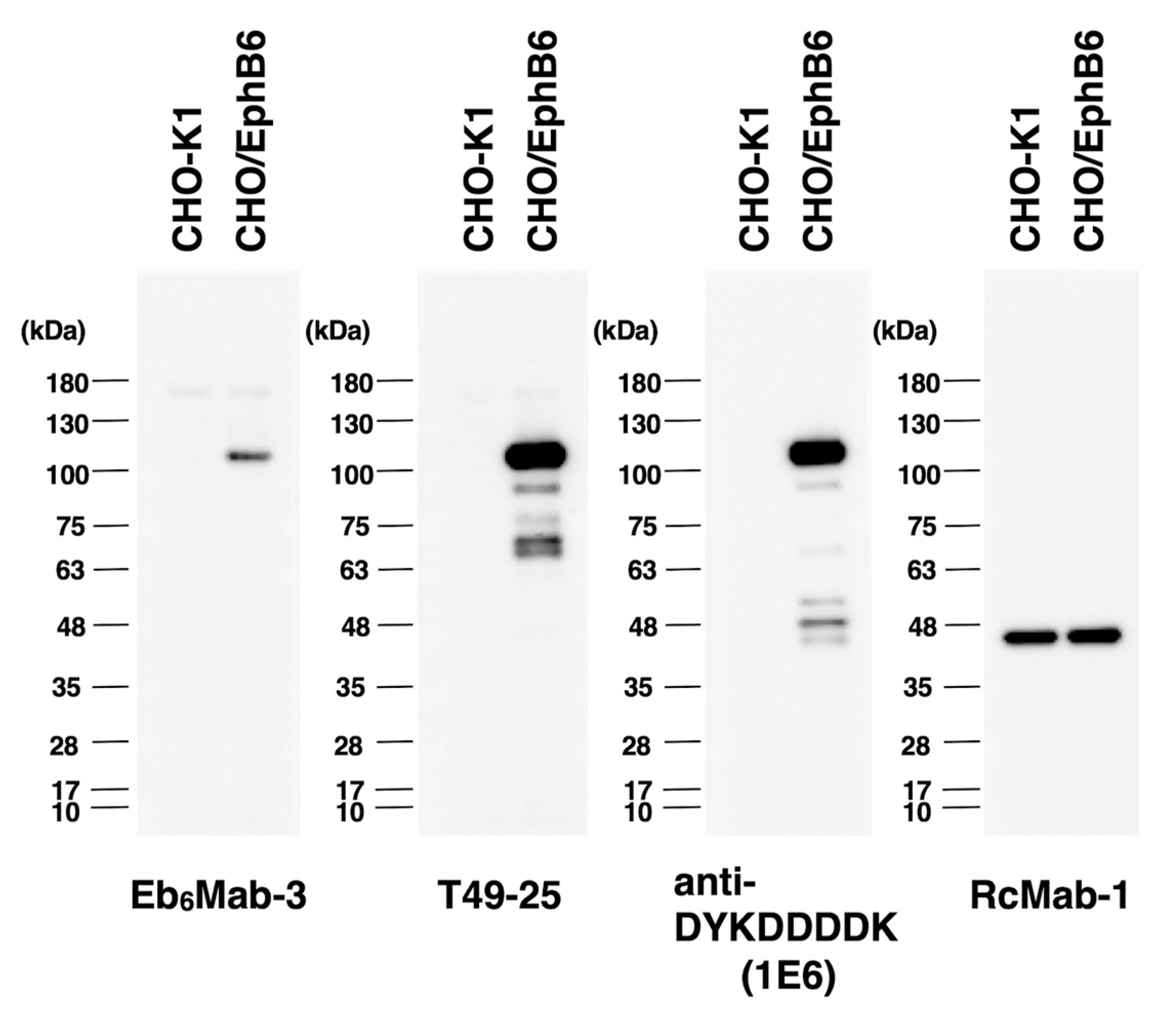 Preprints 142904 g006