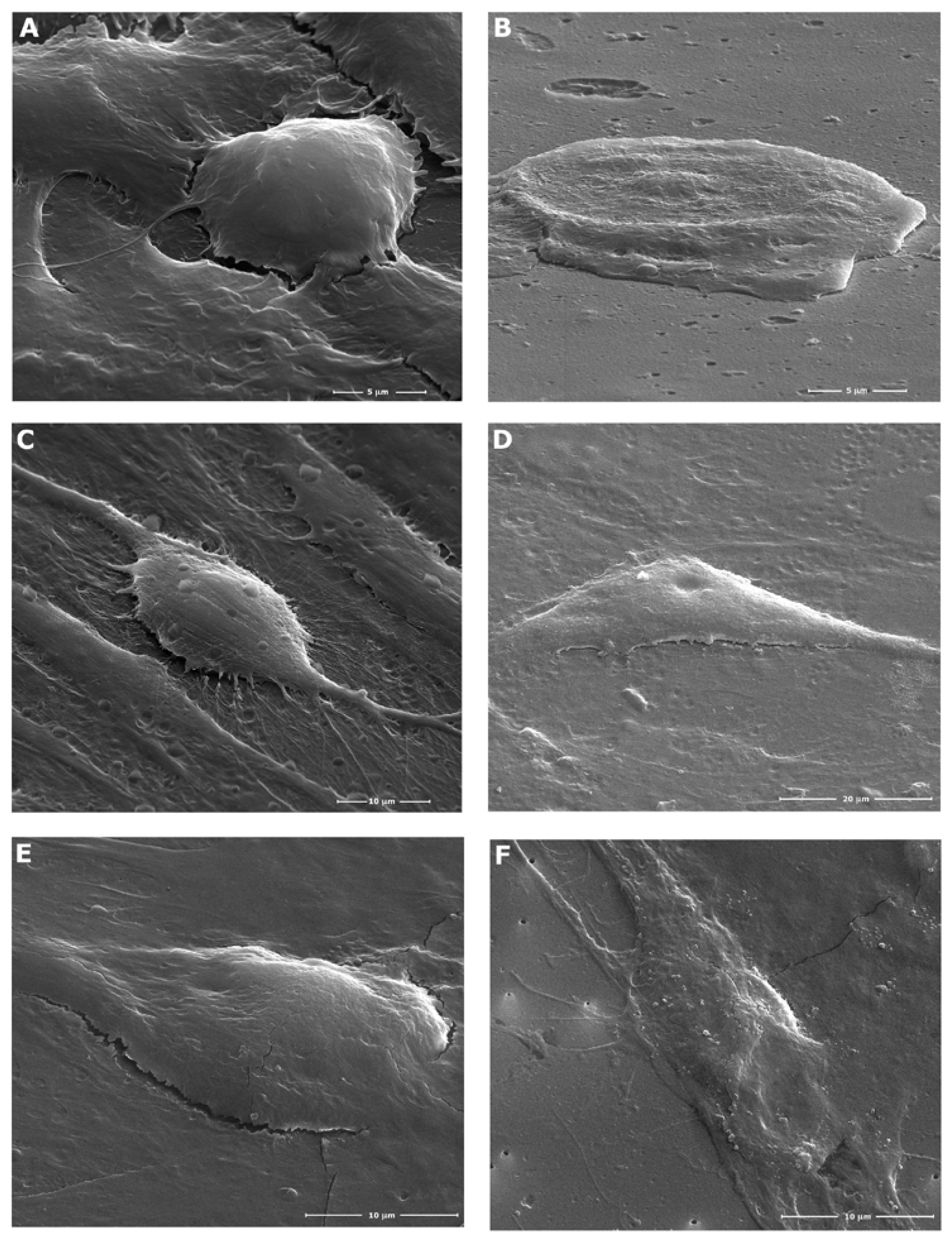 Preprints 74874 g001