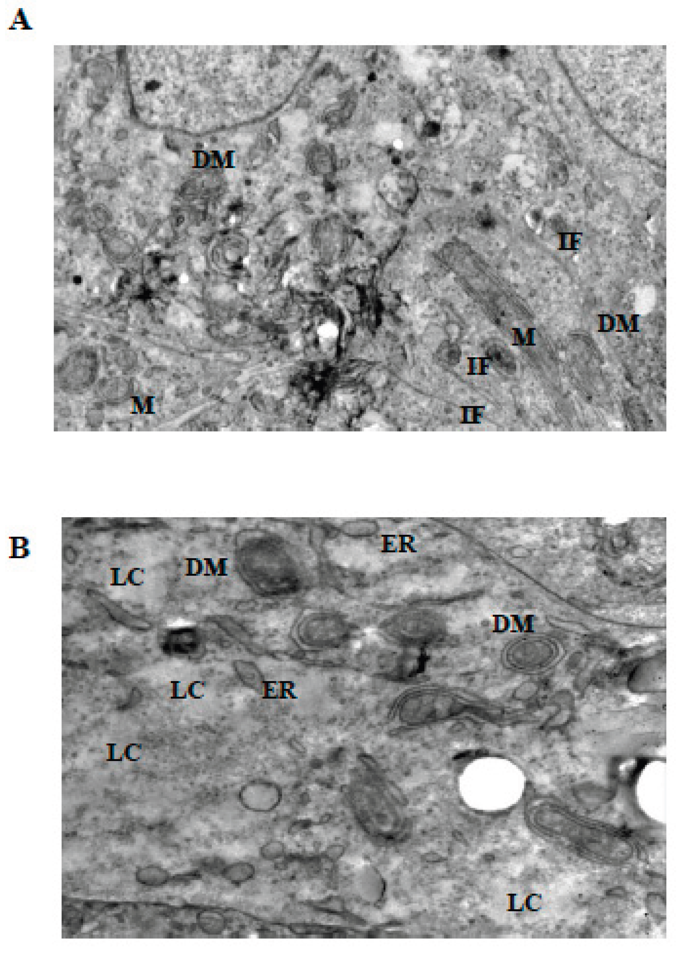 Preprints 198575 g006