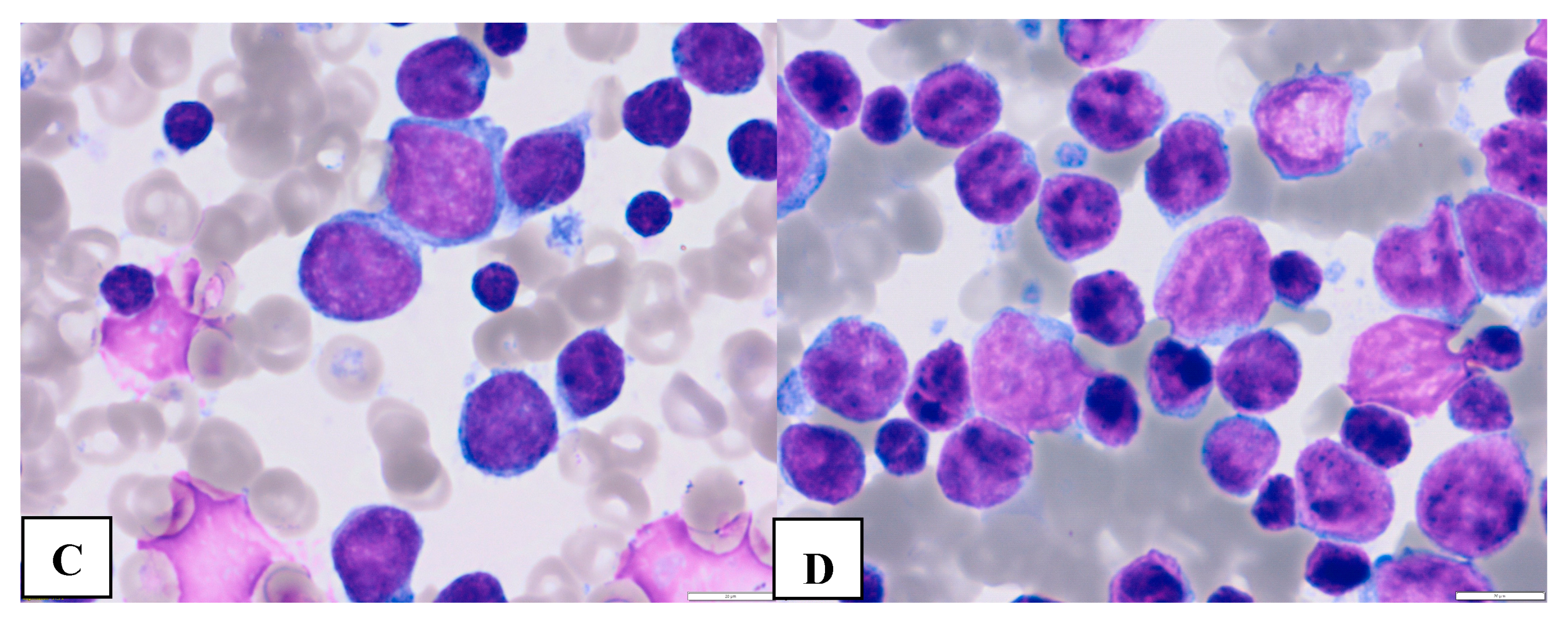 Preprints 80108 g001b