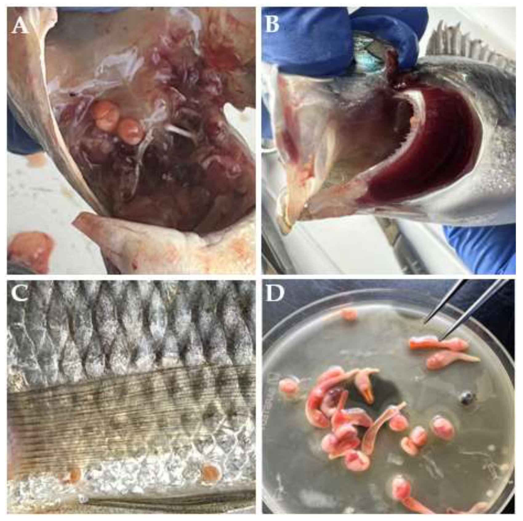 Preprints 148194 g002