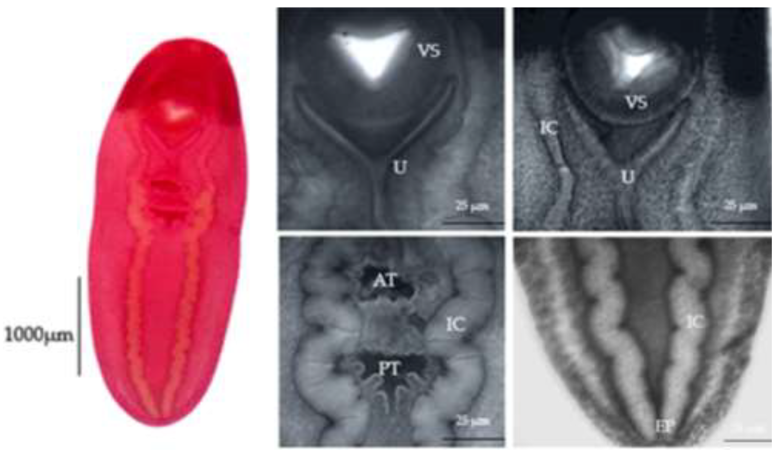 Preprints 148194 g003