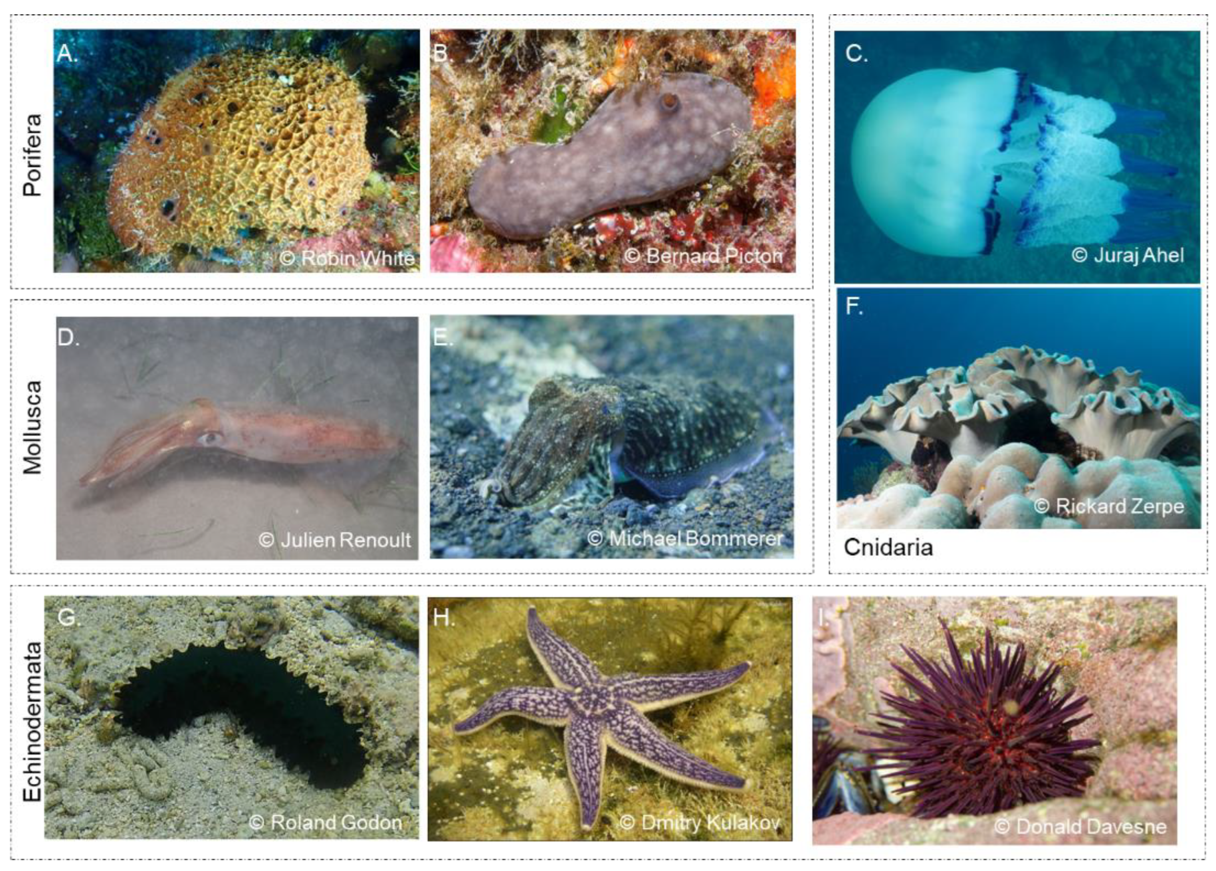 Preprints 142120 g002