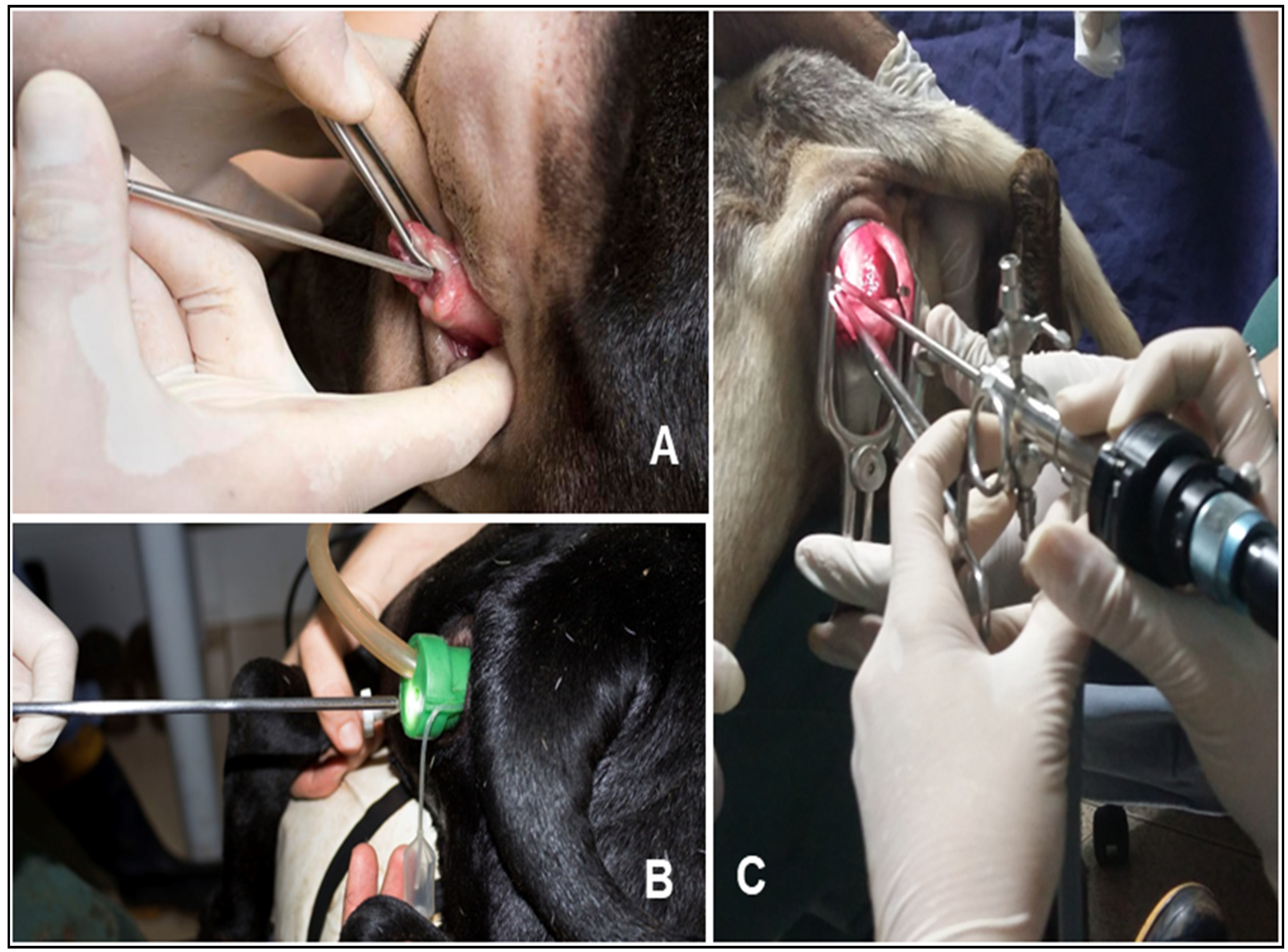 Preprints 156328 g001