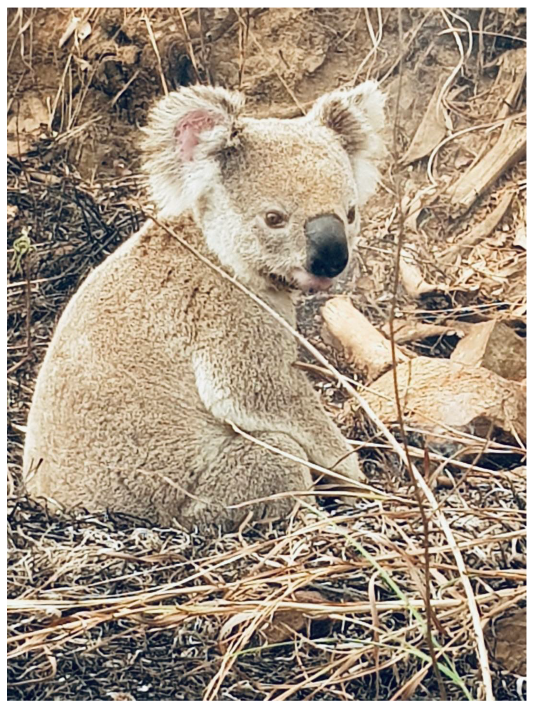 Preprints 163606 g005