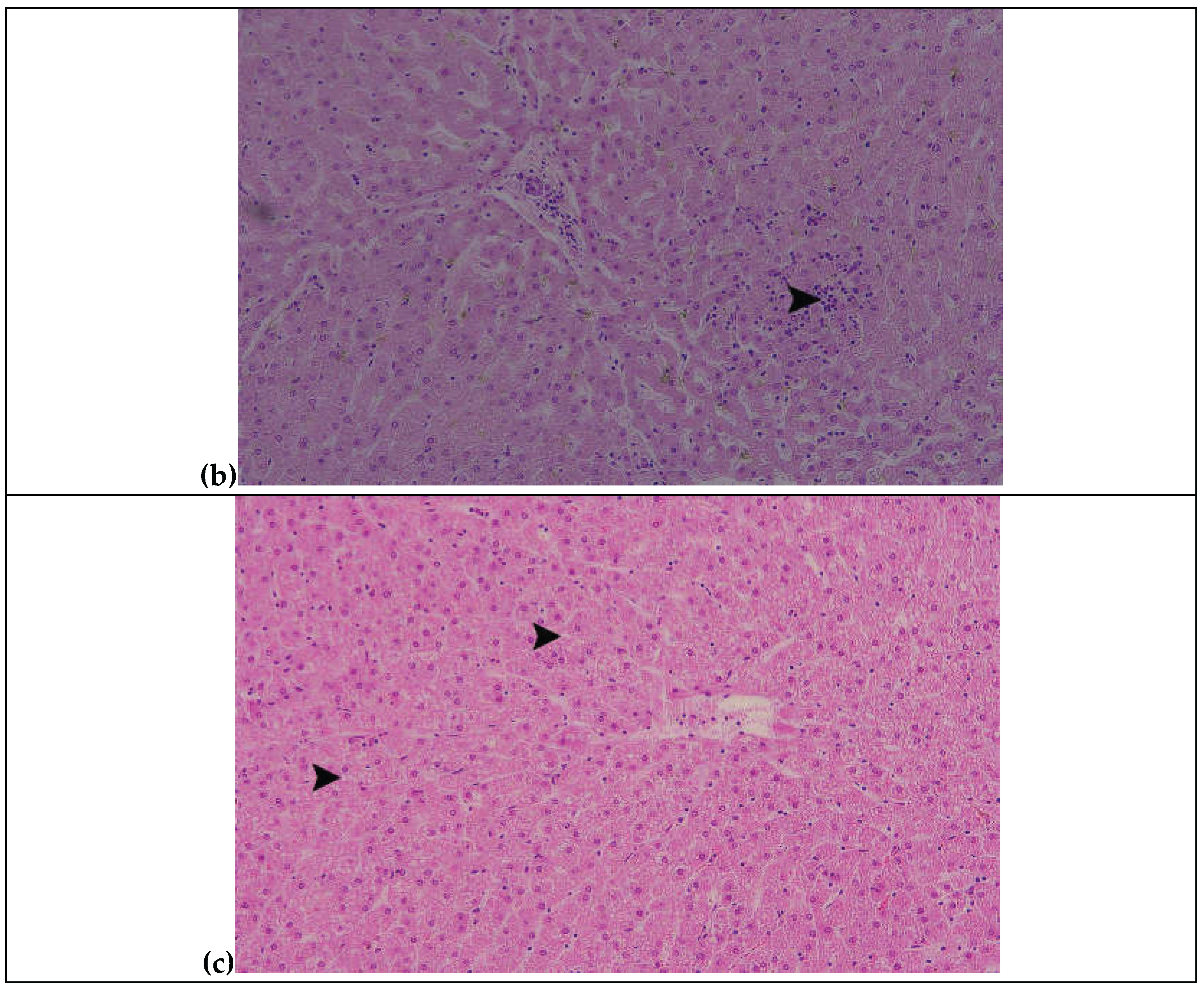Preprints 198992 g001b
