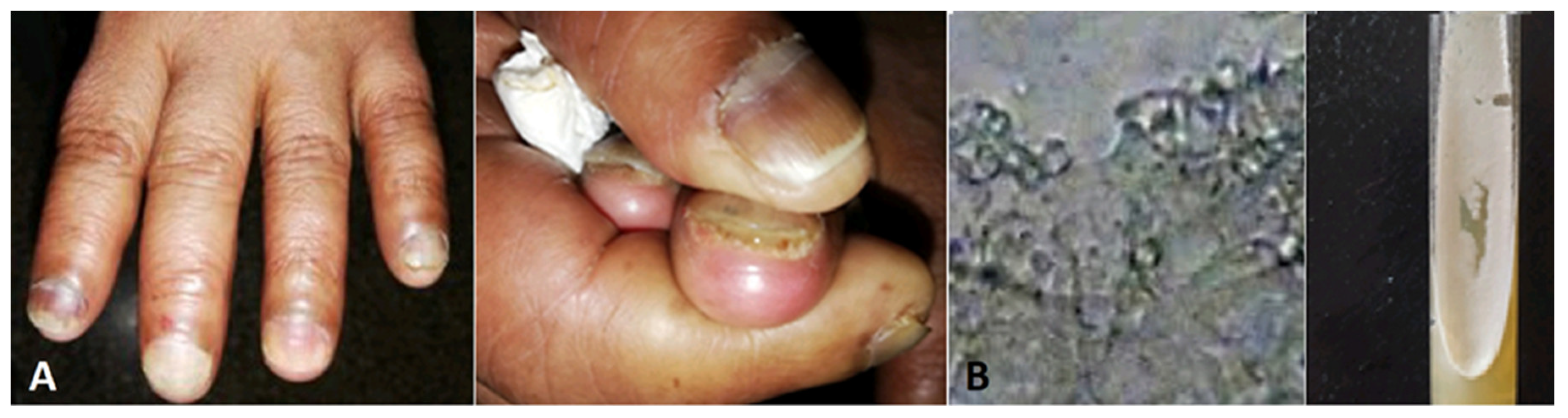 Preprints 95205 g002