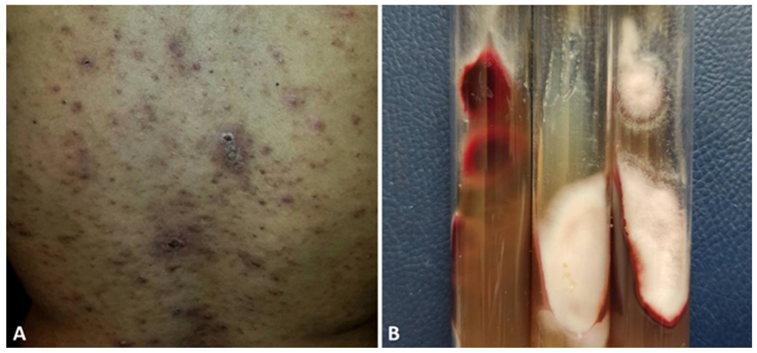 Preprints 95205 g004