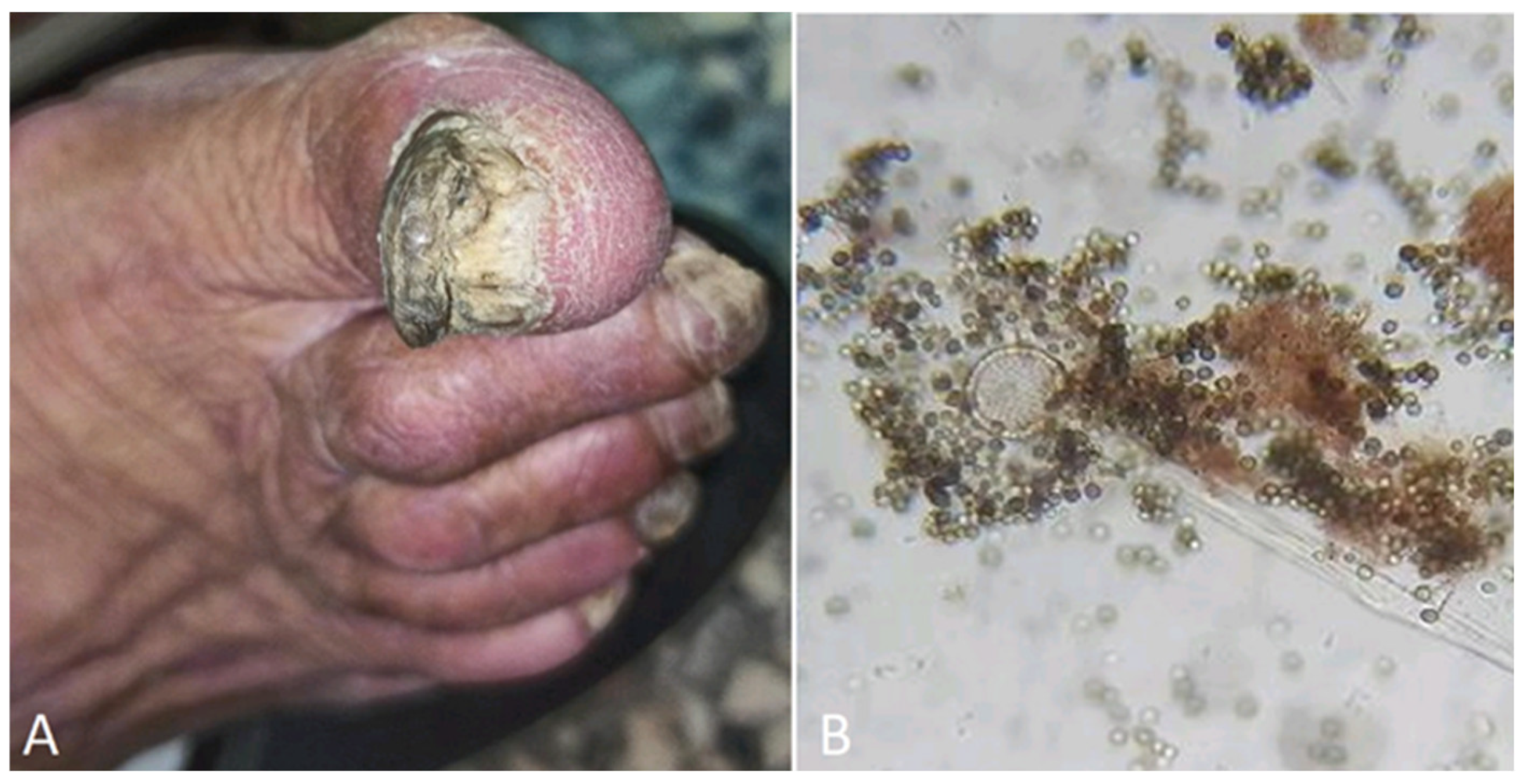 Preprints 95205 g005