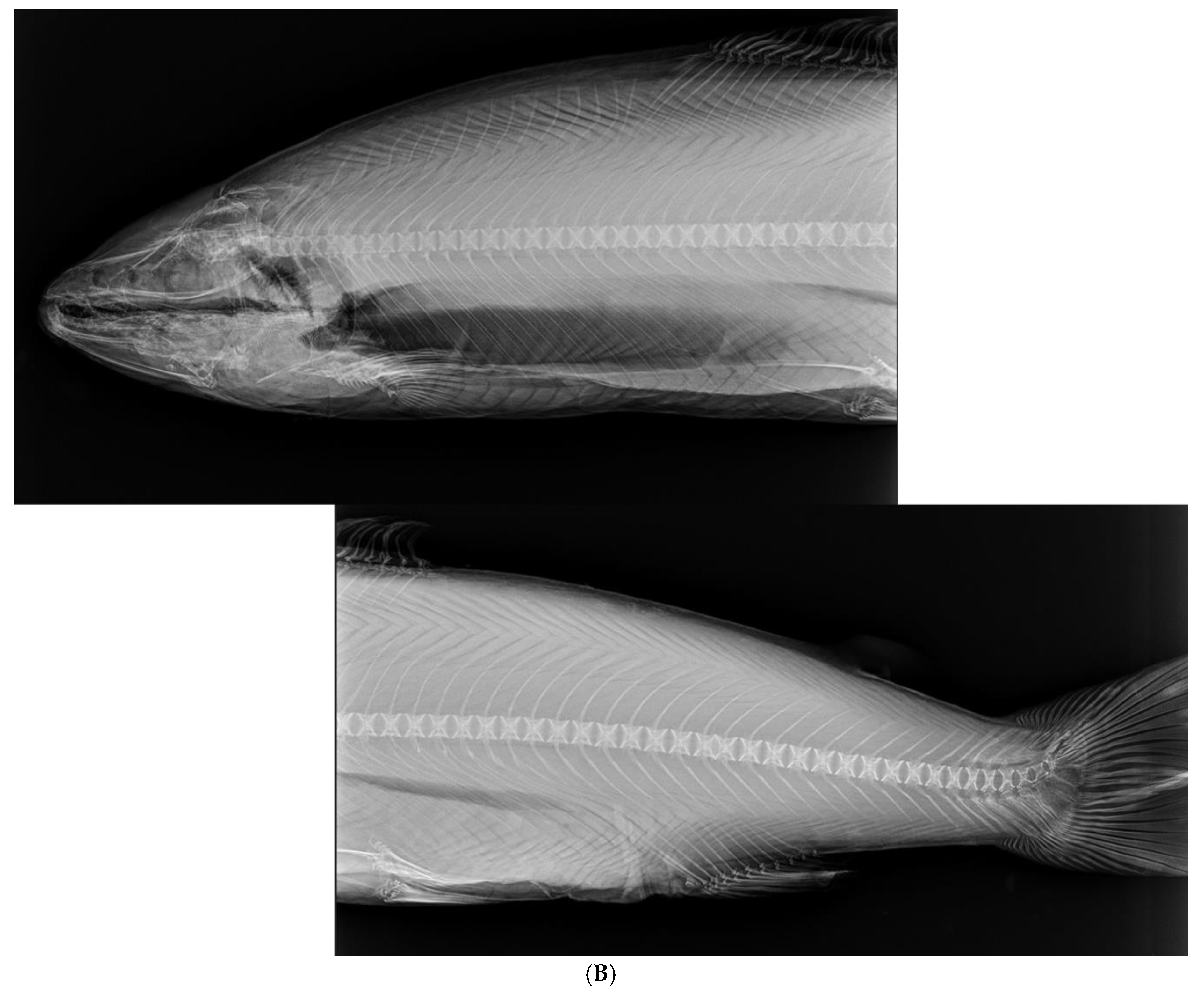 Preprints 150750 g002b