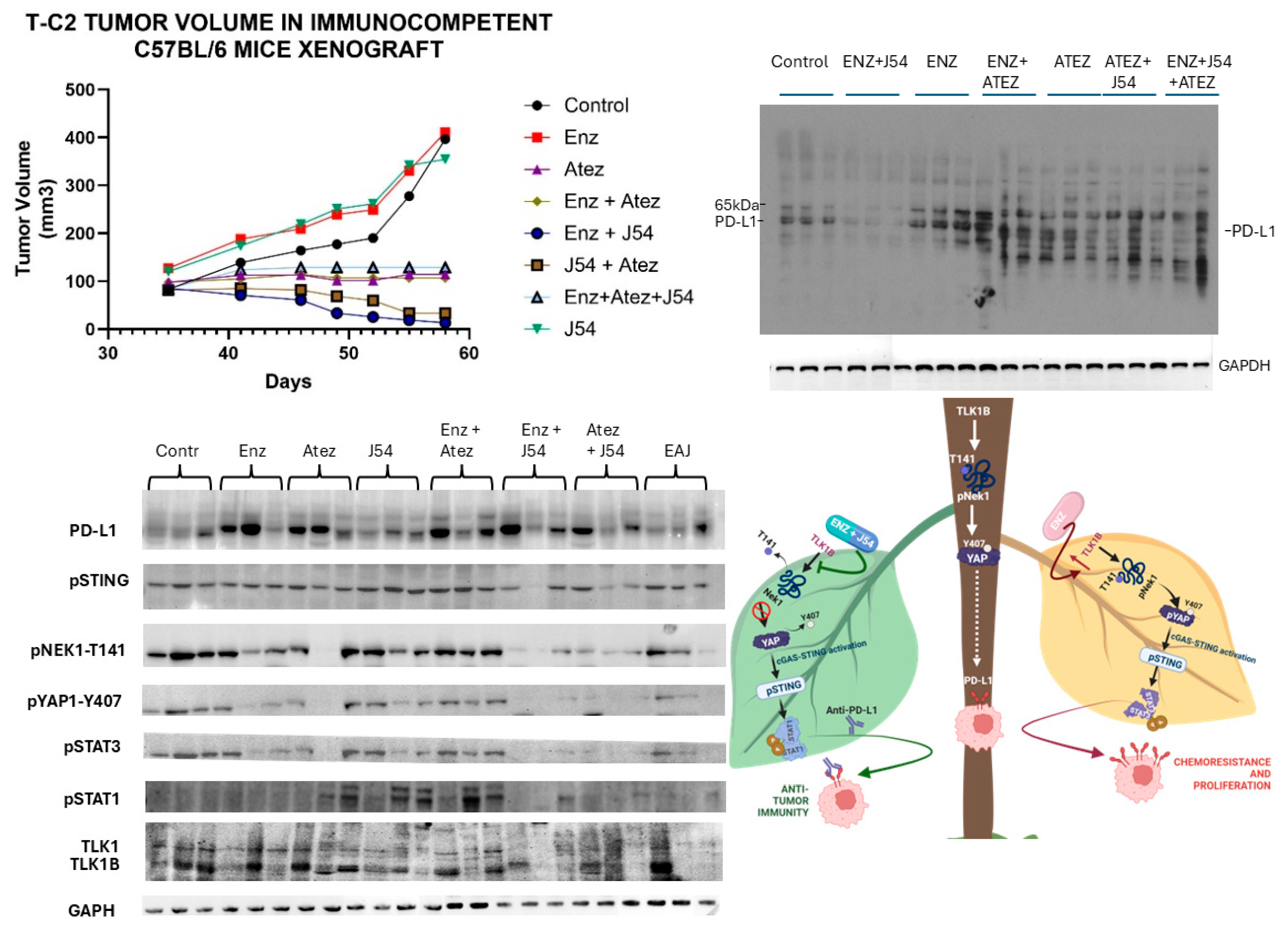 Preprints 160519 g001