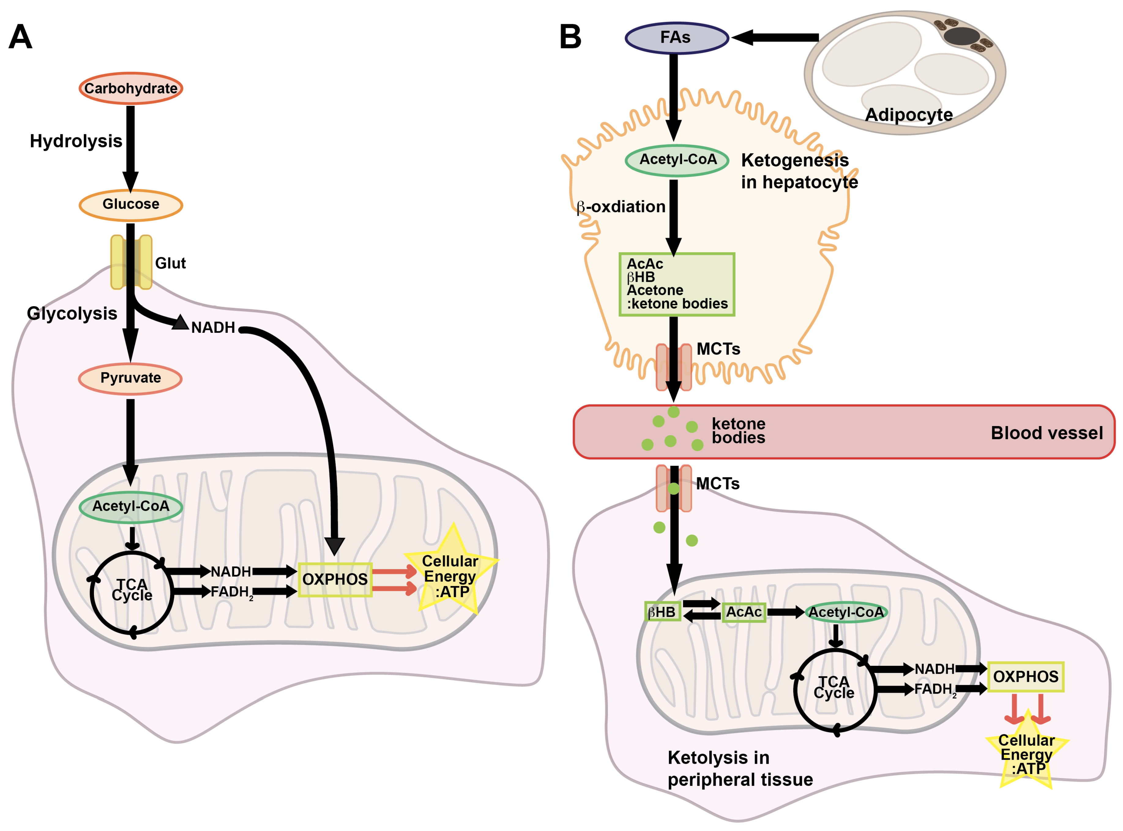 Preprints 212596 g001