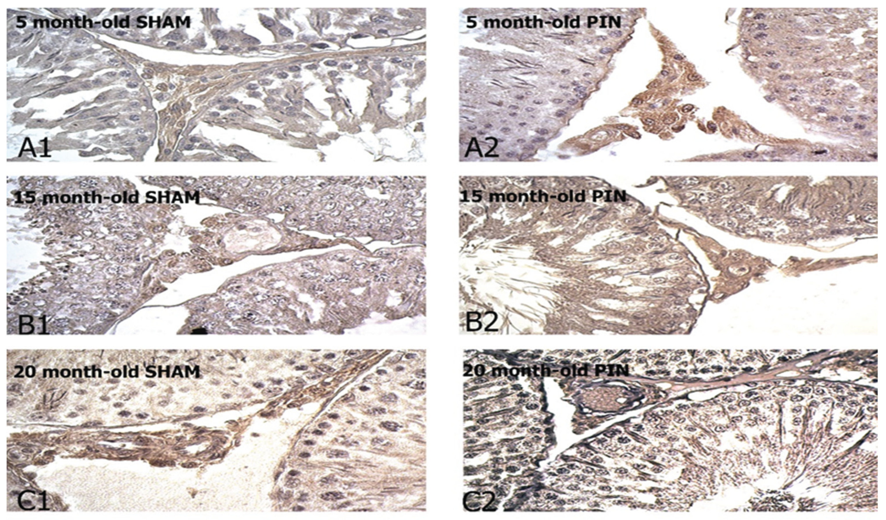 Preprints 169748 g005