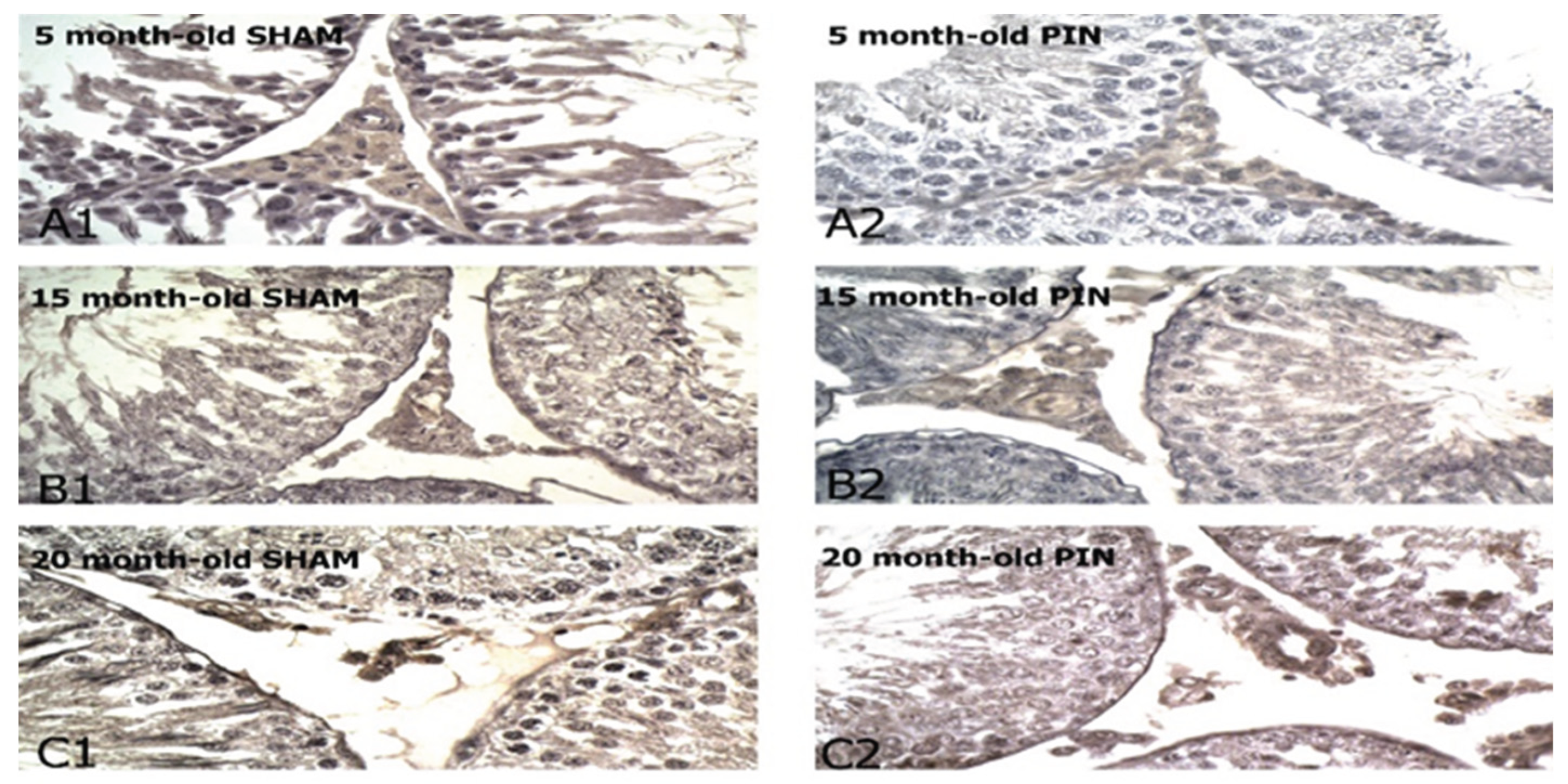 Preprints 169748 g011