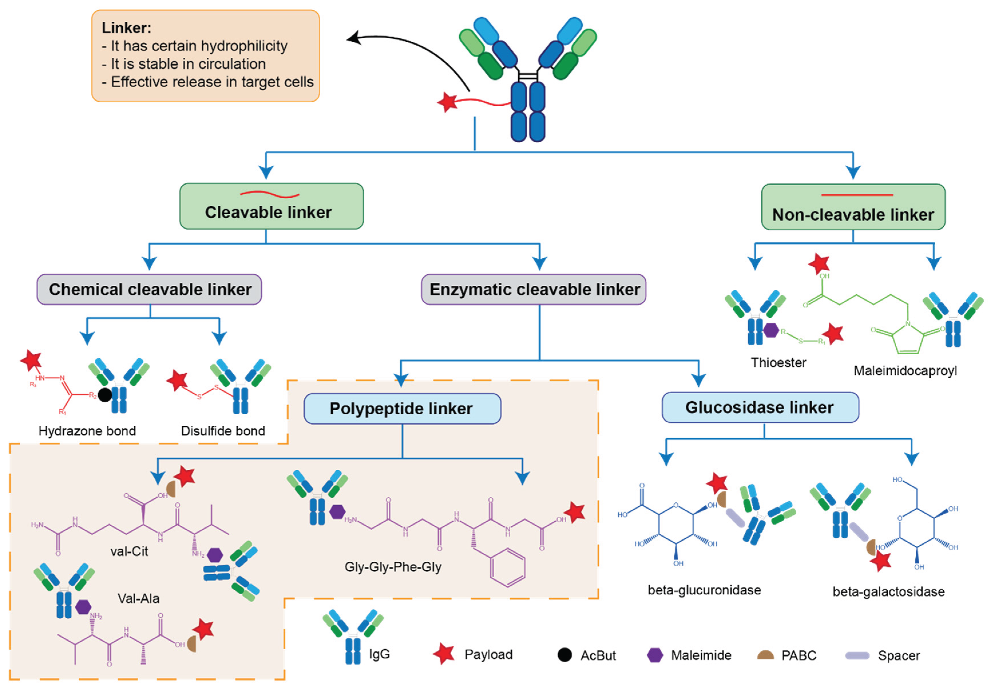 glutathione reducible linker Design in Antibody-Drug Conjugates: Balancing Stability, Release and Resistance[v1] Glutathione induced cleavage of disulfide