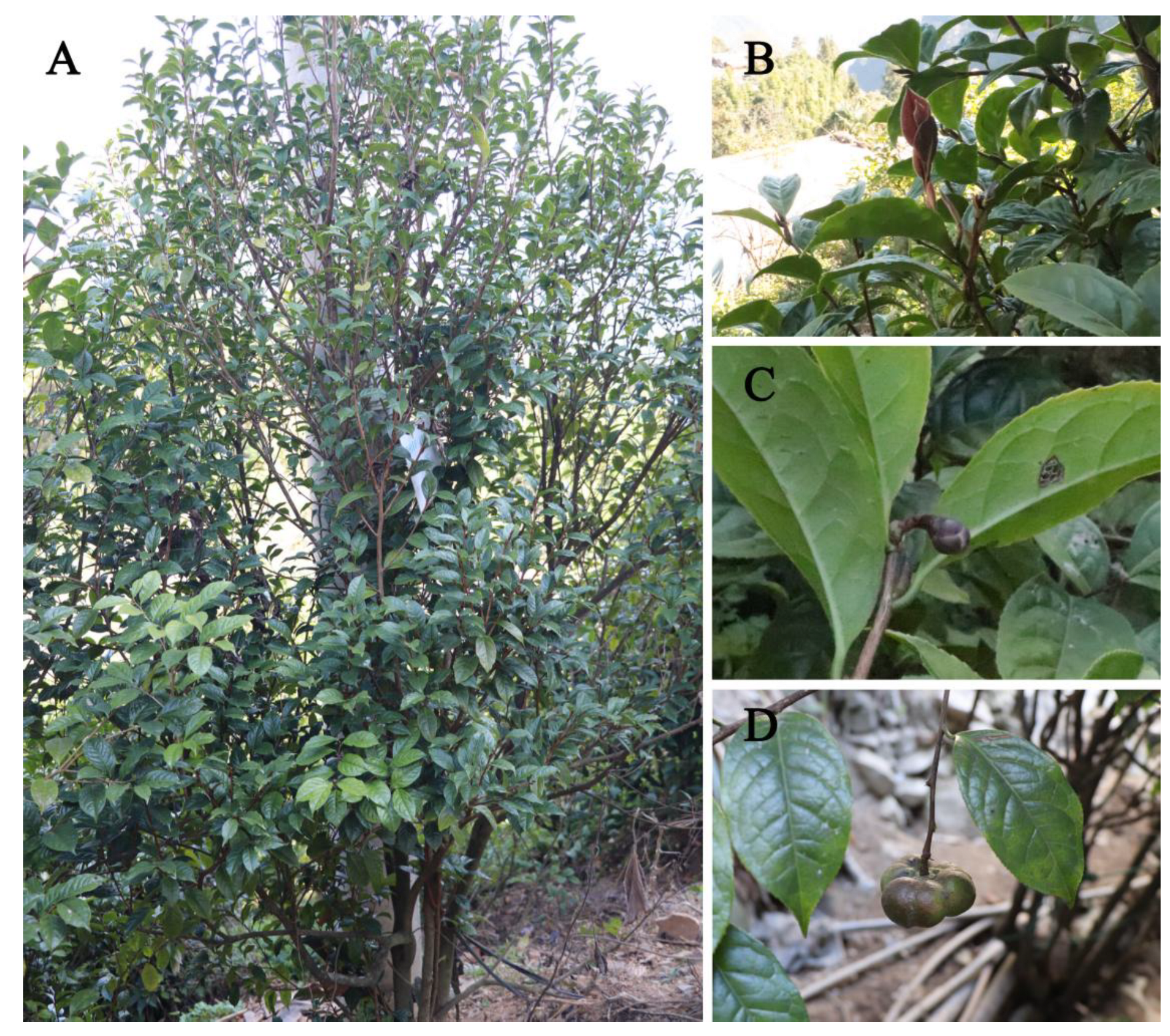 Preprints 175971 g001