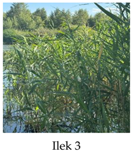 Preprints 175127 i003