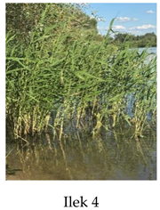 Preprints 175127 i004