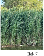 Preprints 175127 i007